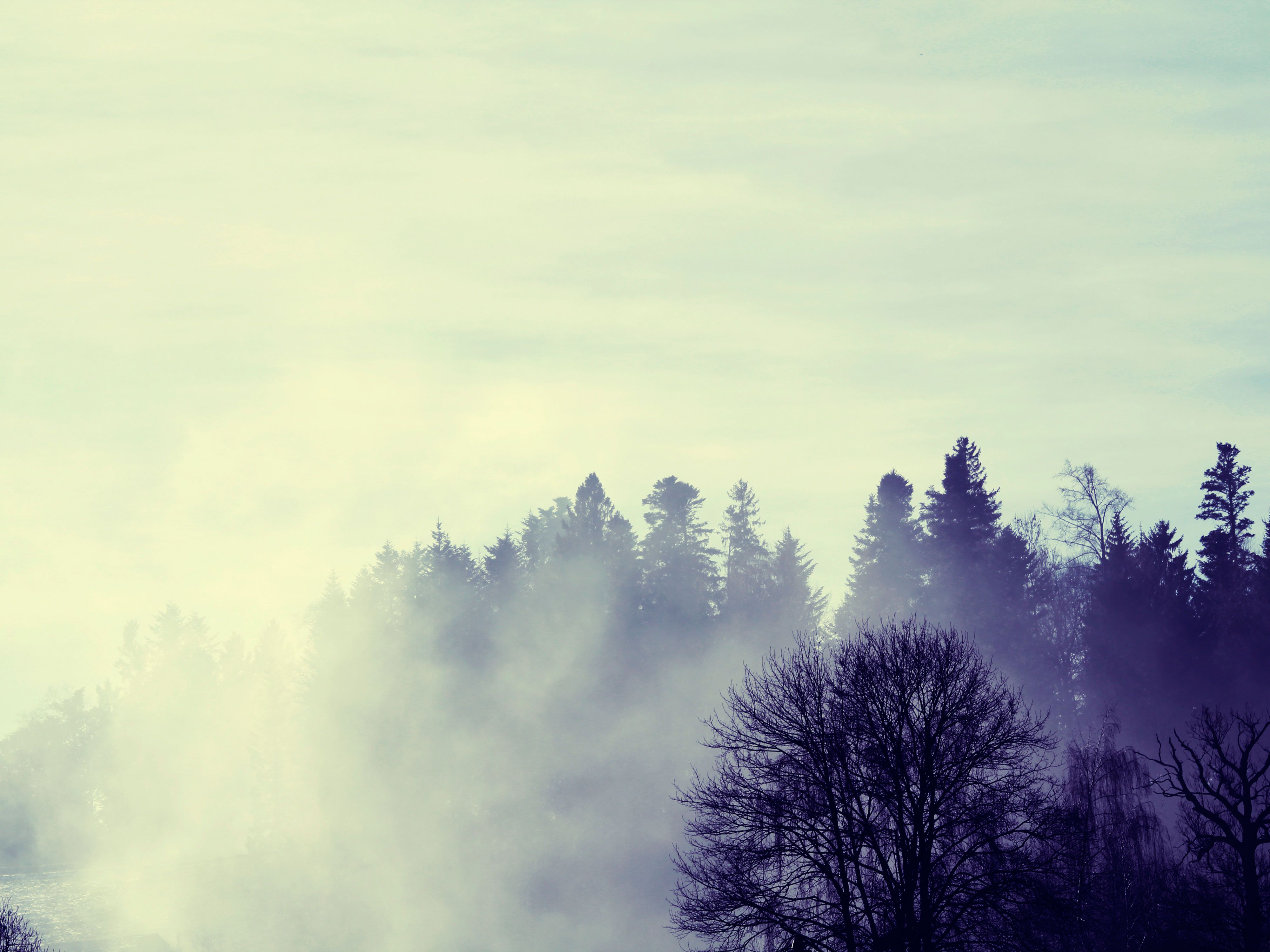 Nebel, Wald, Bäume, Morgen, Pastell, 4K, iPad-Hintergrundbild