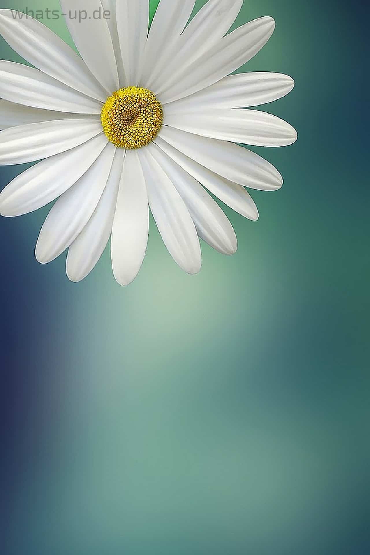 Margerite, Blaugrüner Hintergrund, Nahaufnahme, Minimalistisch, Weiße Blüte, Sperrbildschirm