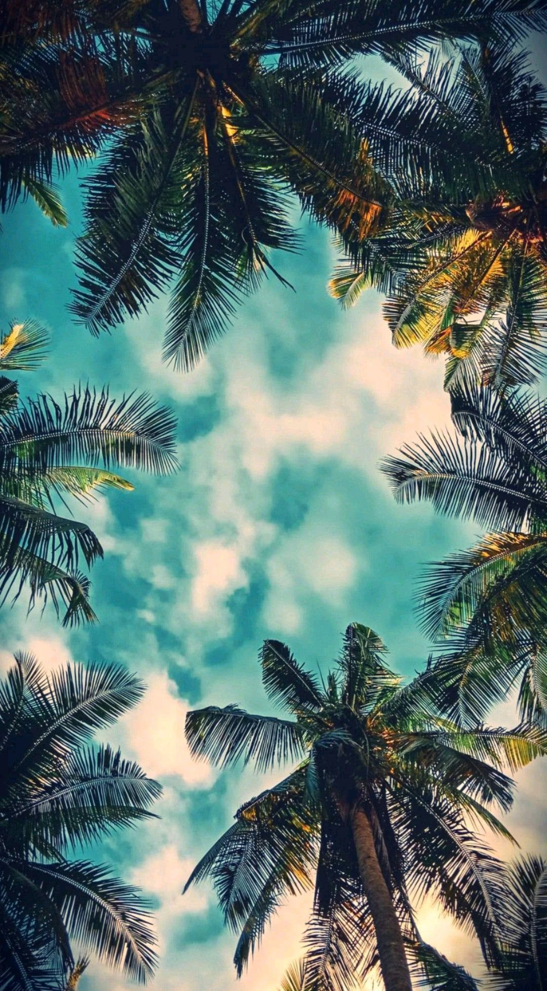 Palmen, Froschperspektive, Wolken, Tropen, Türkis, Full HD, Sperrbildschirm fürs iPhone