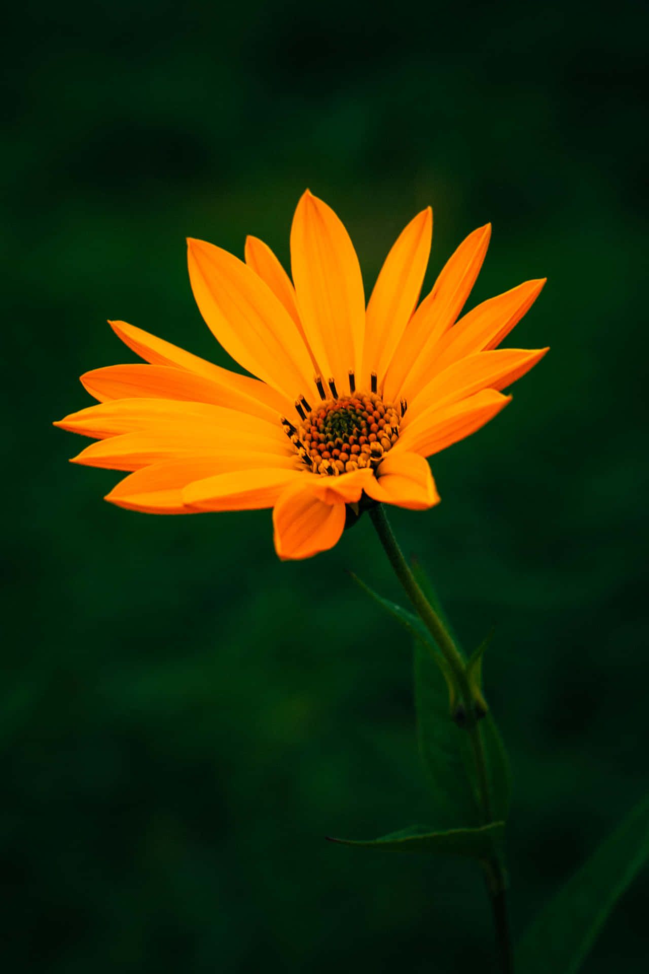 Orange Blume, Gänseblümchen, Dunkler Hintergrund, Nahaufnahme, Grün, Sperrbildschirm fürs iPhone
