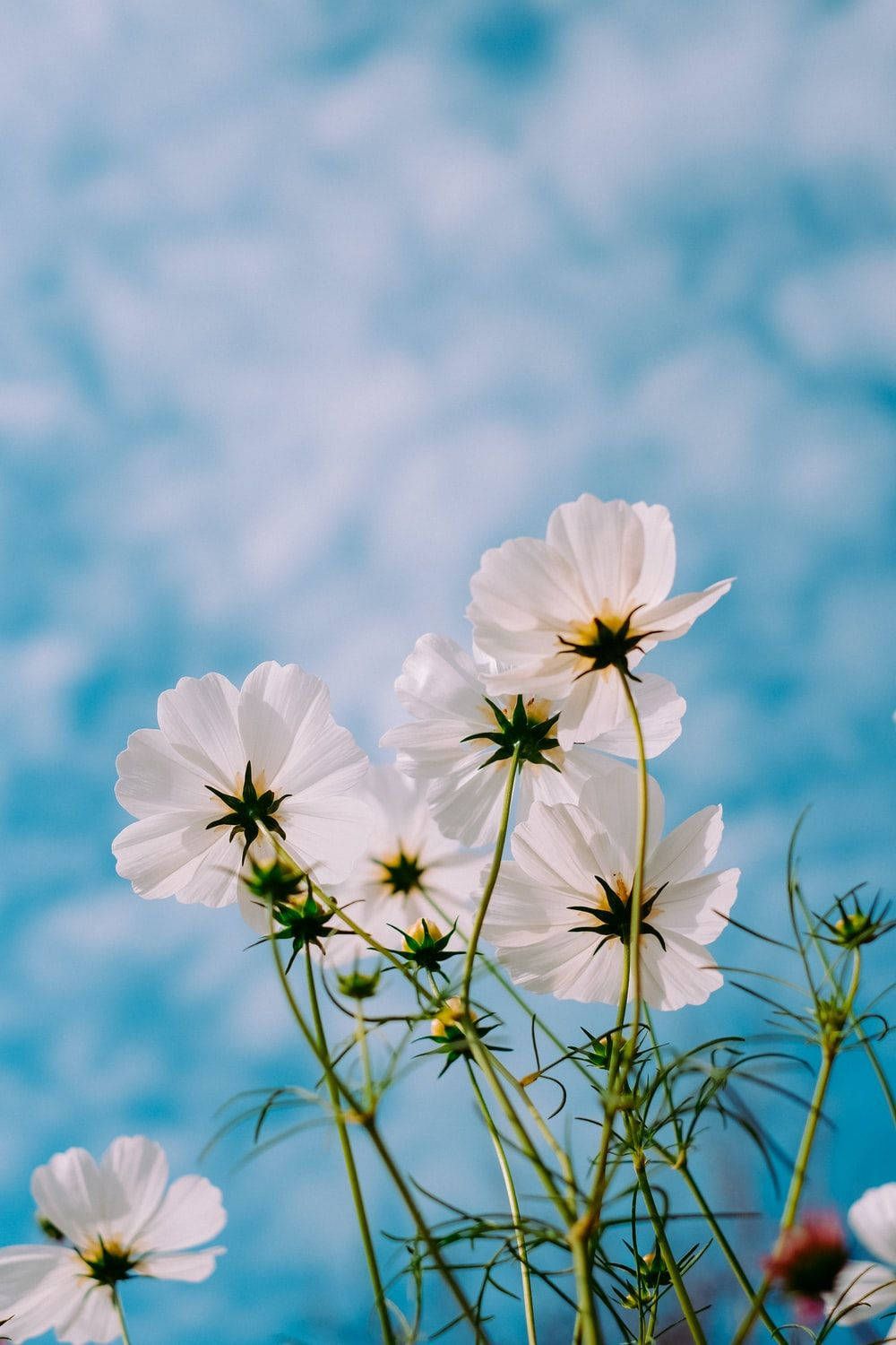 Kosmeen, Weiße Blumen, Blauer Himmel, Wolken, Froschperspektive, Hintergrundbild fürs Handy