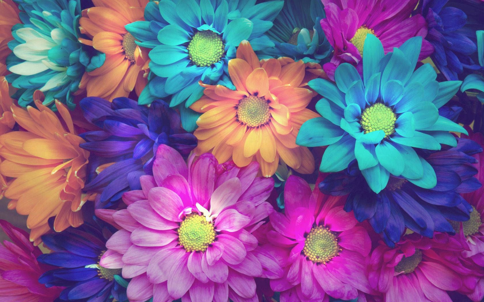 Gerbera, Bunte Blumen, Blumenstrauß, Türkis, Magenta, HD, Hintergrund für den Desktop