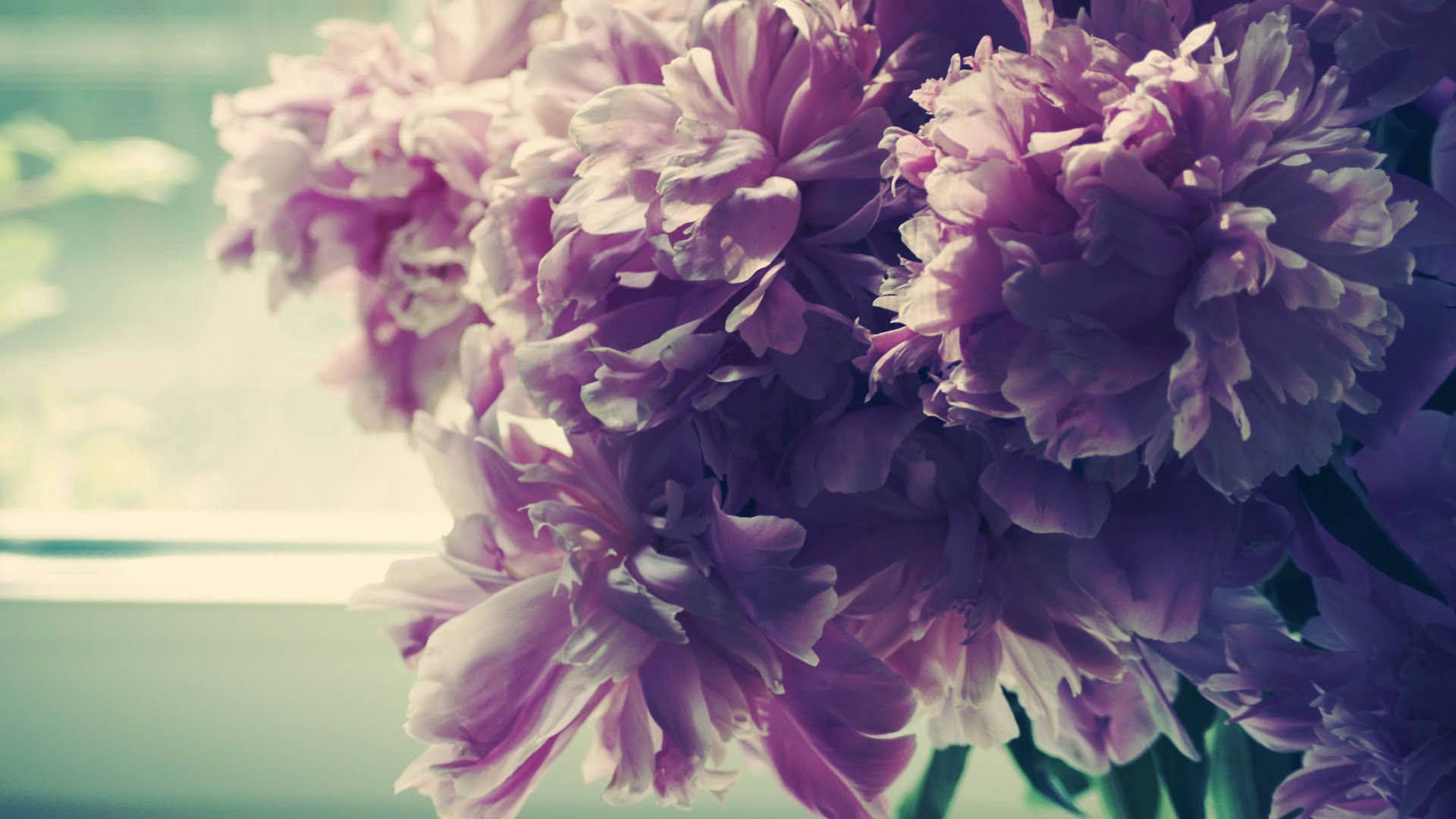 Pfingstrosen, Lila, Blumenstrauß, Vintage, Meer, Full HD, Desktop-Hintergrund für Windows
