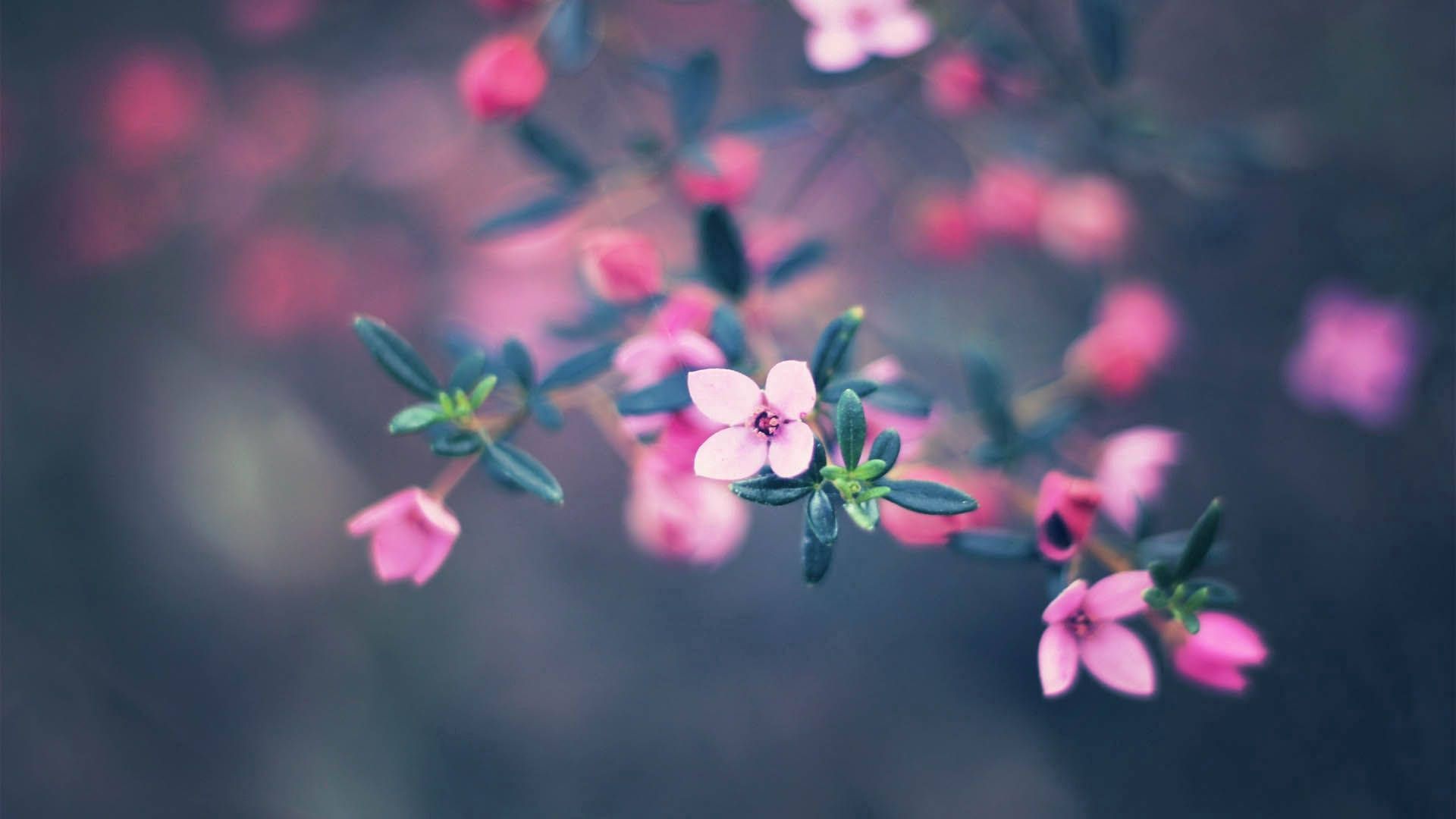 Rosa Blüten, Zweig, Bokeh, Unschärfe, Frühling, 16:9, Full-HD-Hintergrundbild für den Desktop