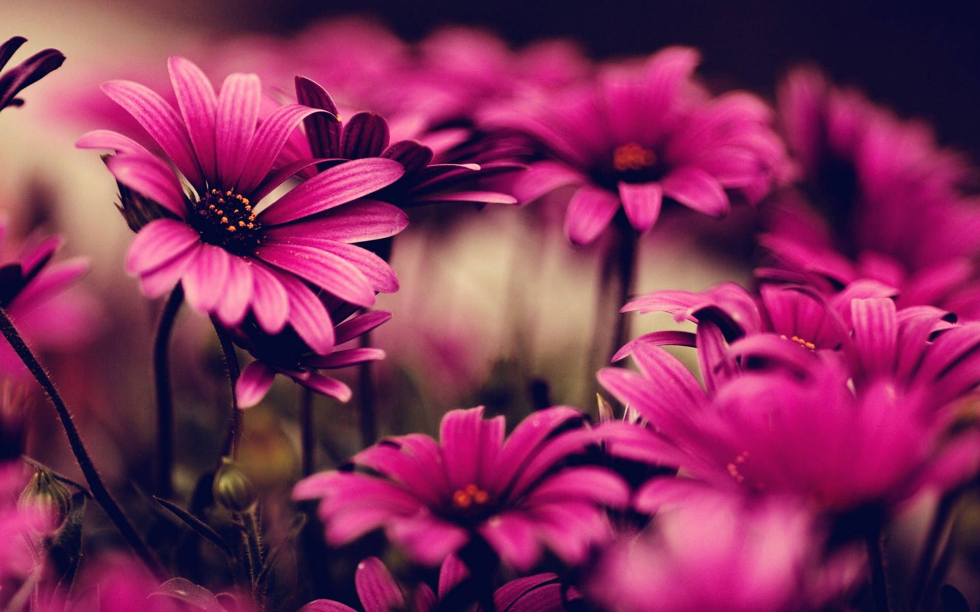 Gerbera, Magenta, Blumenwiese, Nahaufnahme, Unschärfe, 16:10, Full-HD-Hintergrundbild für den Desktop