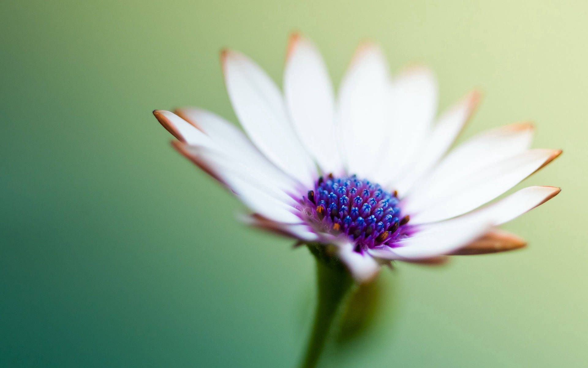 Kapkörbchen, Weiße Blume, Grüner Hintergrund, Makro, Minimalistisch, Full HD Wallpaper