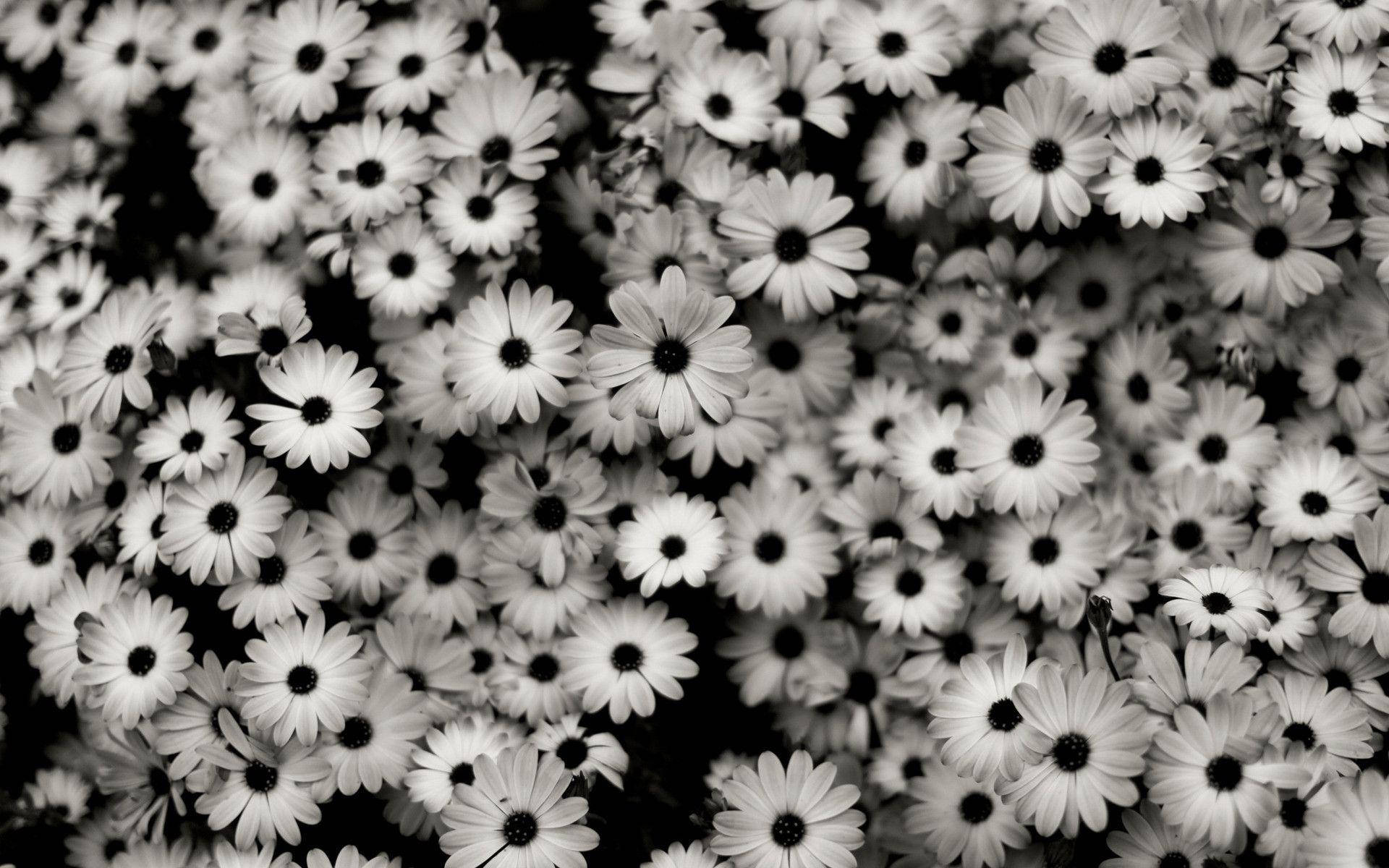 Gänseblümchen, Blumenteppich, Schwarzweiß, Muster, Dunkel, Full HD, Breitbild-Hintergrundbild
