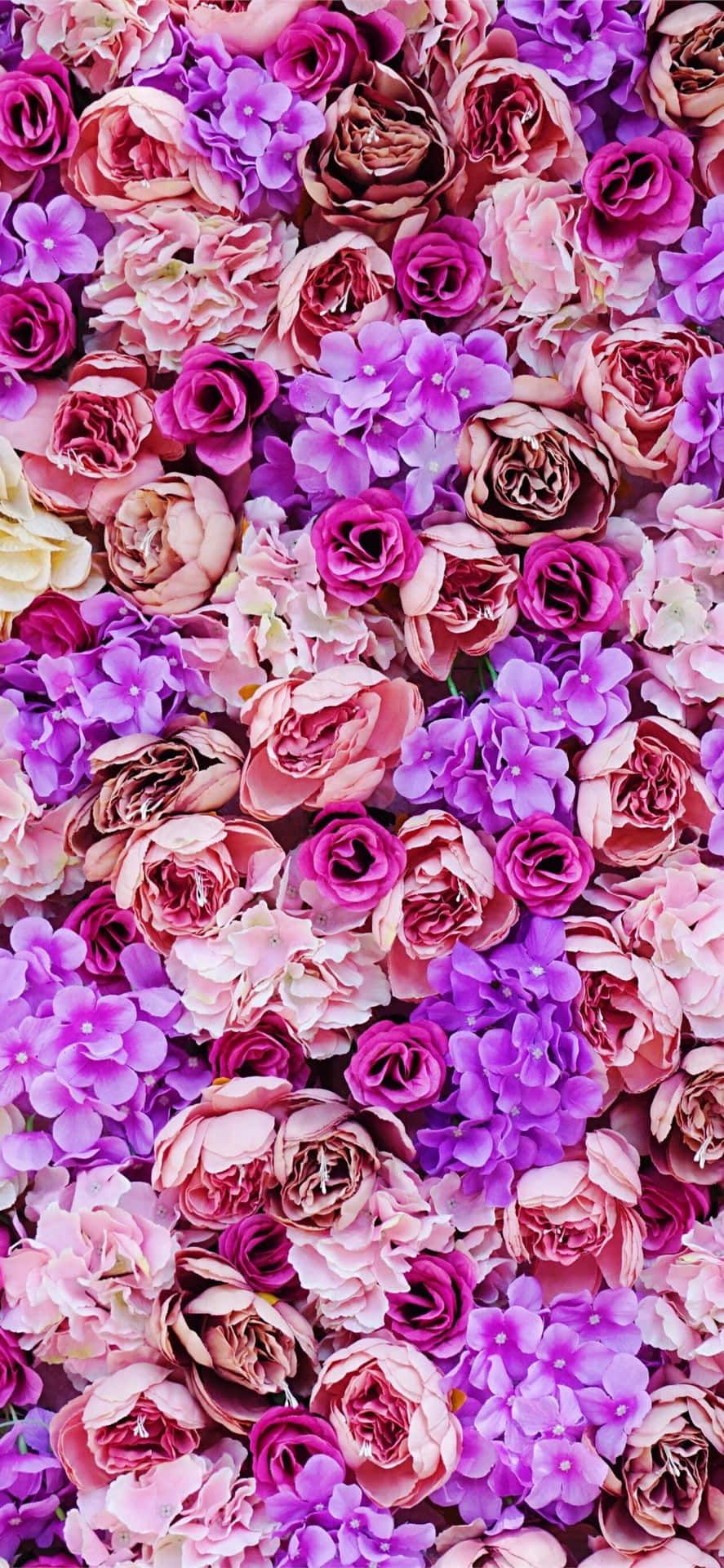 Rosenwand, Rosen, Lila, Rosa, Blumenmeer, HD, Sperrbildschirm fürs iPhone