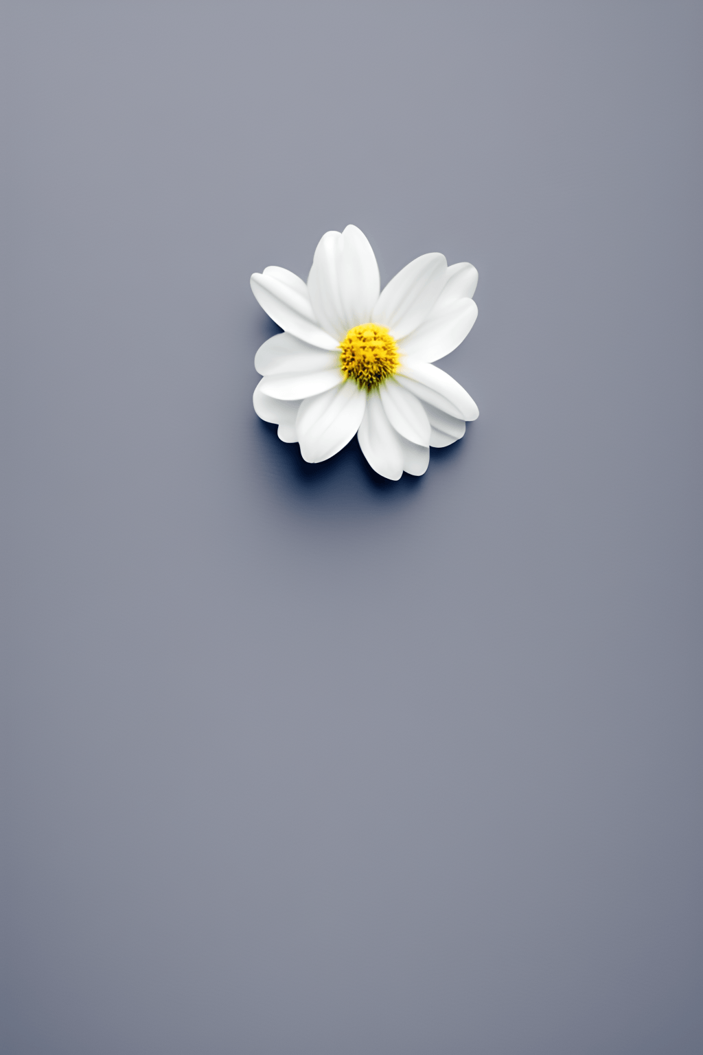 Gänseblümchen, Grau, Minimalistisch, Einzelne Blüte, HD, Handy-Hintergrund im Hochformat