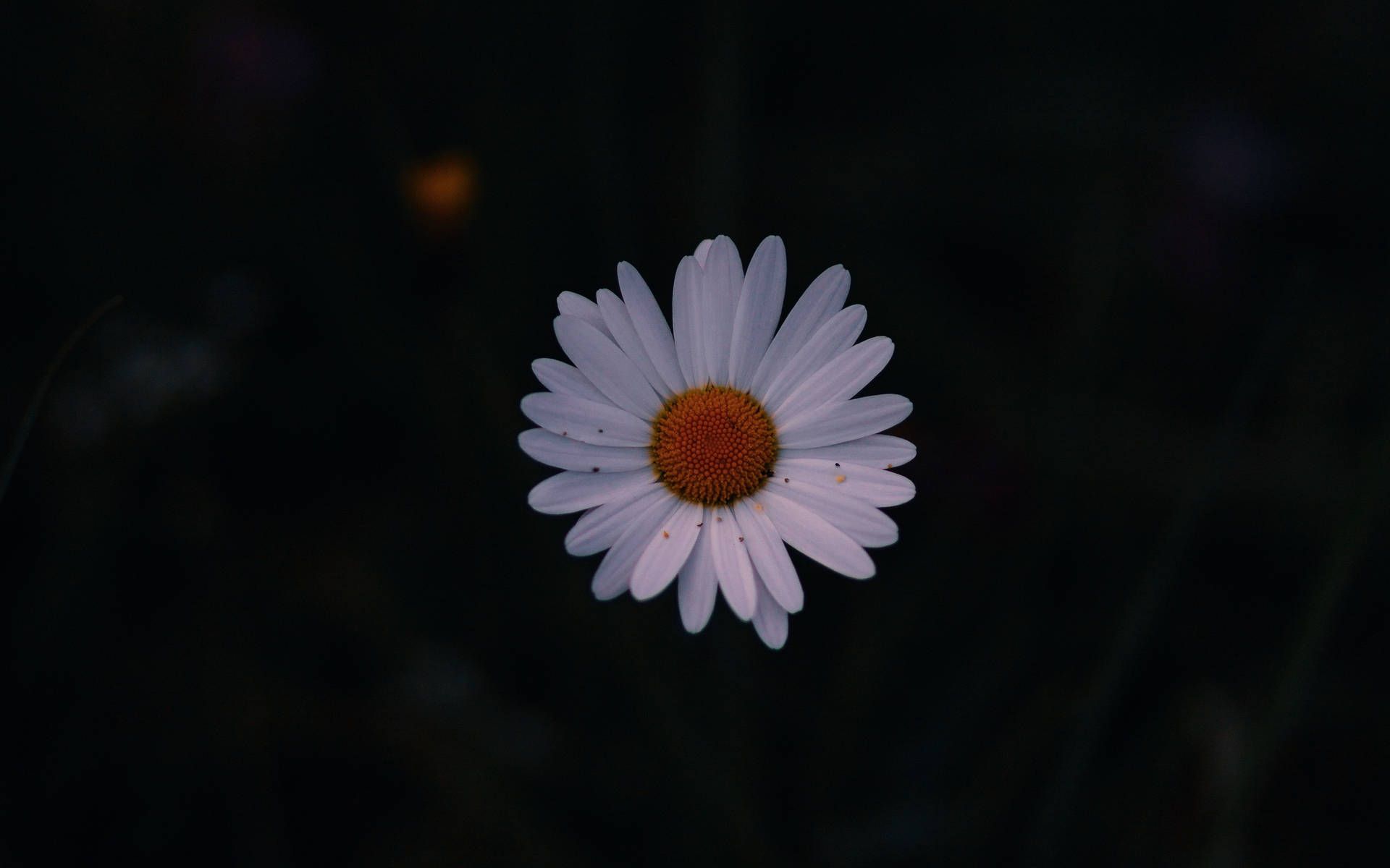 Gänseblümchen, Margerite, Schwarzer Hintergrund, Minimalistisch, Nacht, Full HD Wallpaper