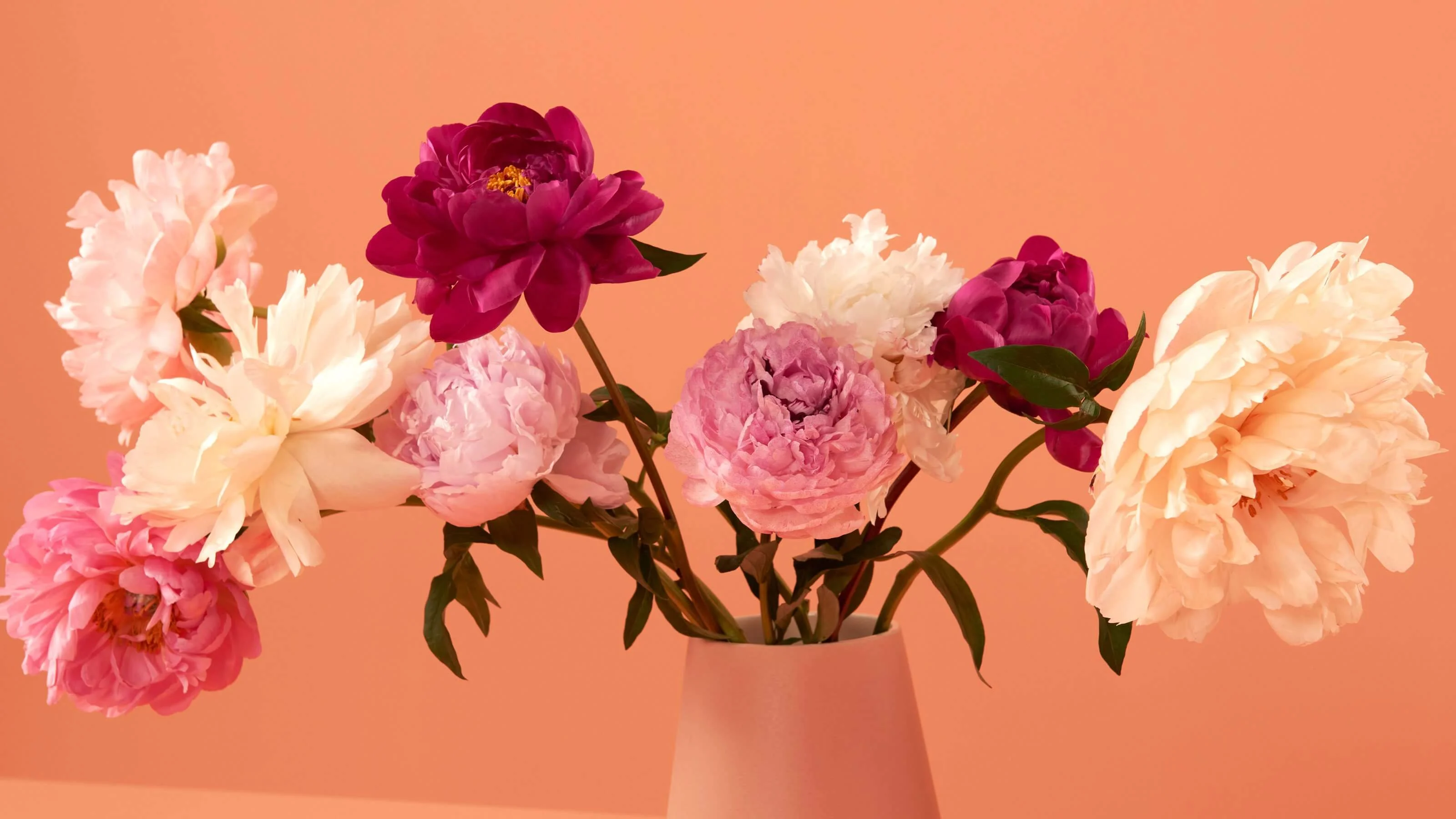Pfingstrosen, Vase, Blumenstrauß, Pfirsichfarben, Stillleben, 2K, Desktop-Hintergrund