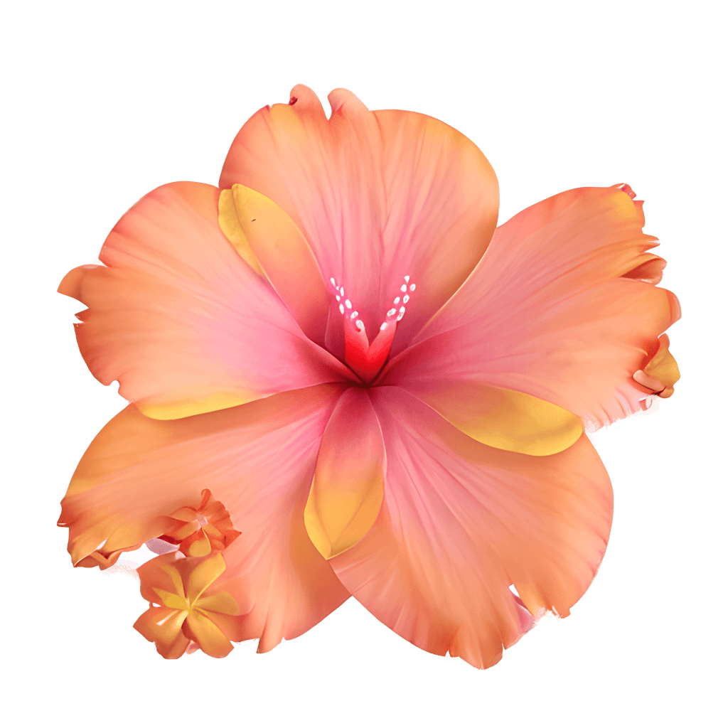 Hibiskus, Pfirsichfarben, Tropische Blume, Weißer Hintergrund, Wallpaper