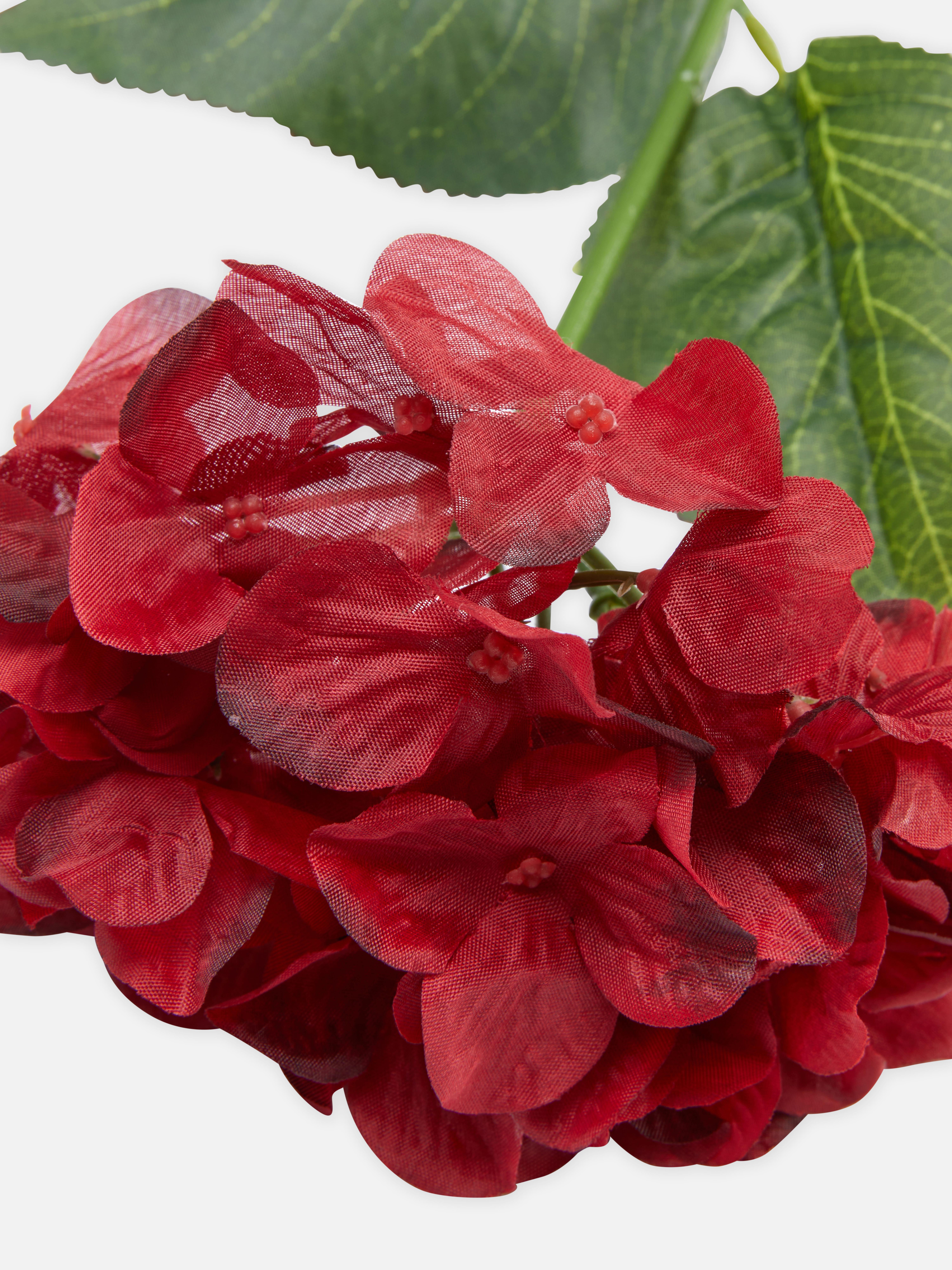 Hortensie, Rote Blüten, Blätter, Weißer Hintergrund, Nahaufnahme, QHD+ Wallpaper