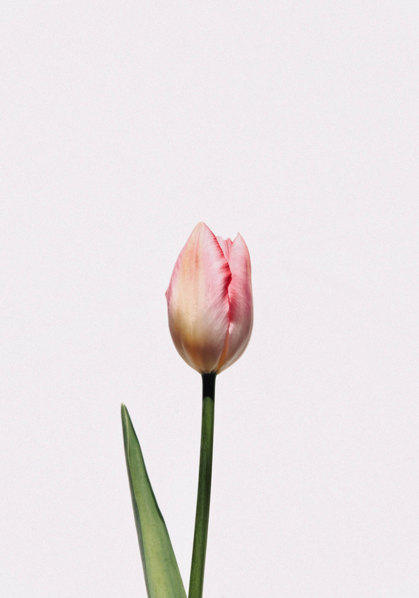 Tulpe, Rosa, Einzelne Blume, Minimalistisch, Hellgrau, Full HD, iPad-Hintergrundbild