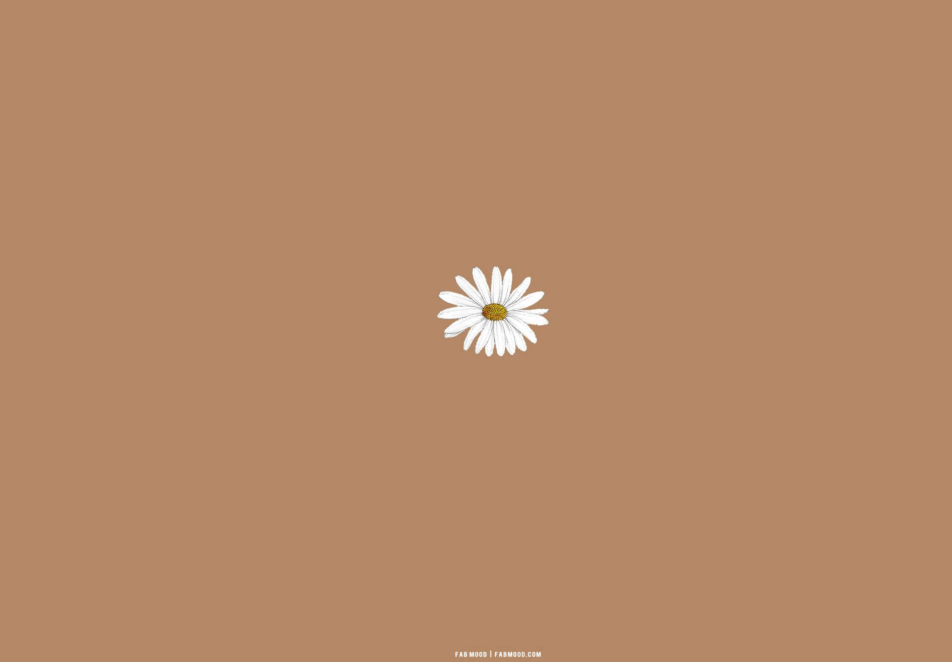 Gänseblümchen, Braun, Minimalistisch, Blume, Full HD, Desktop-Hintergrund für Windows