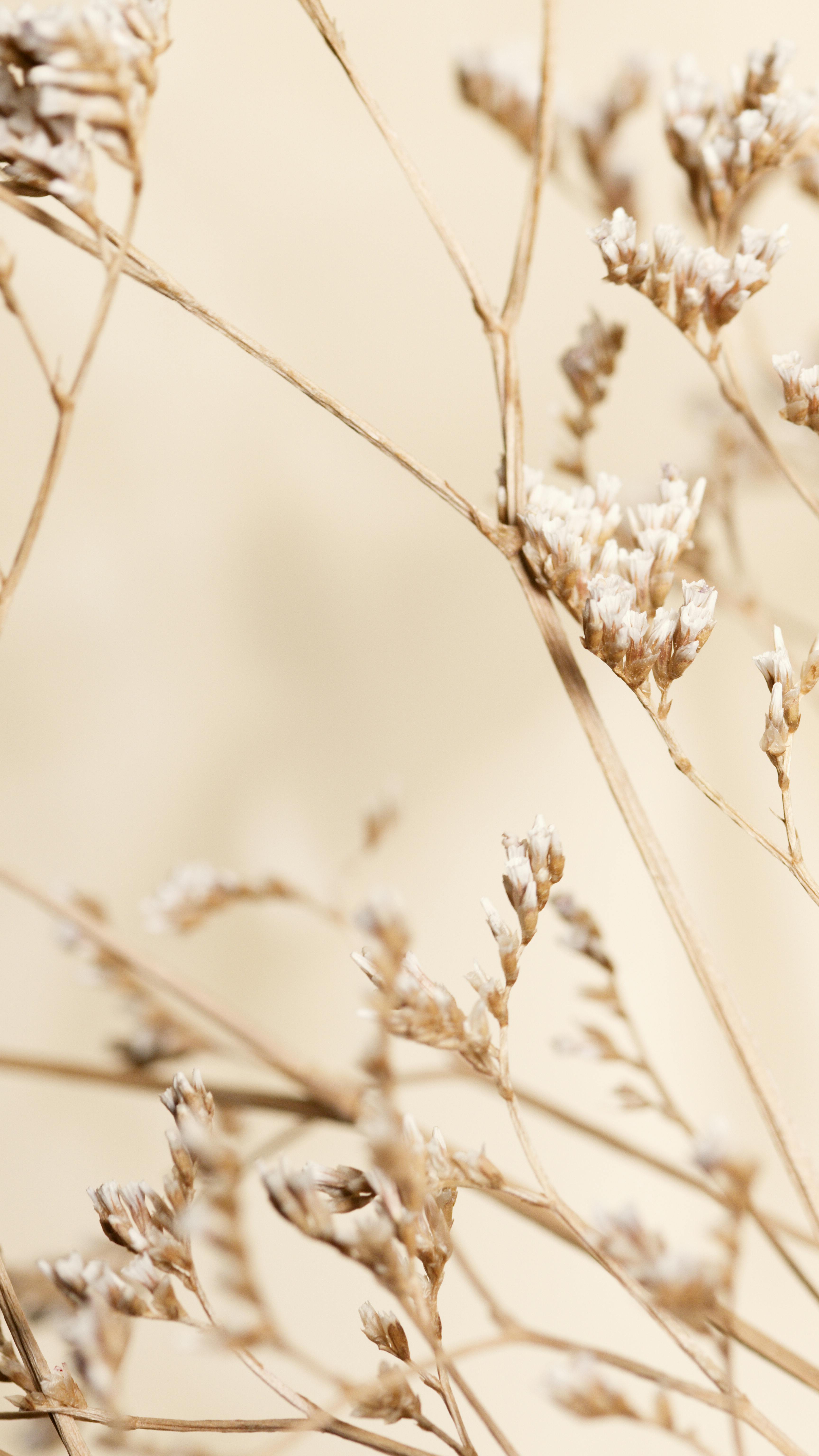 Trockengräser, Wiese, Natur, Beige, Zart, QHD+, Hintergrundbild fürs Handy