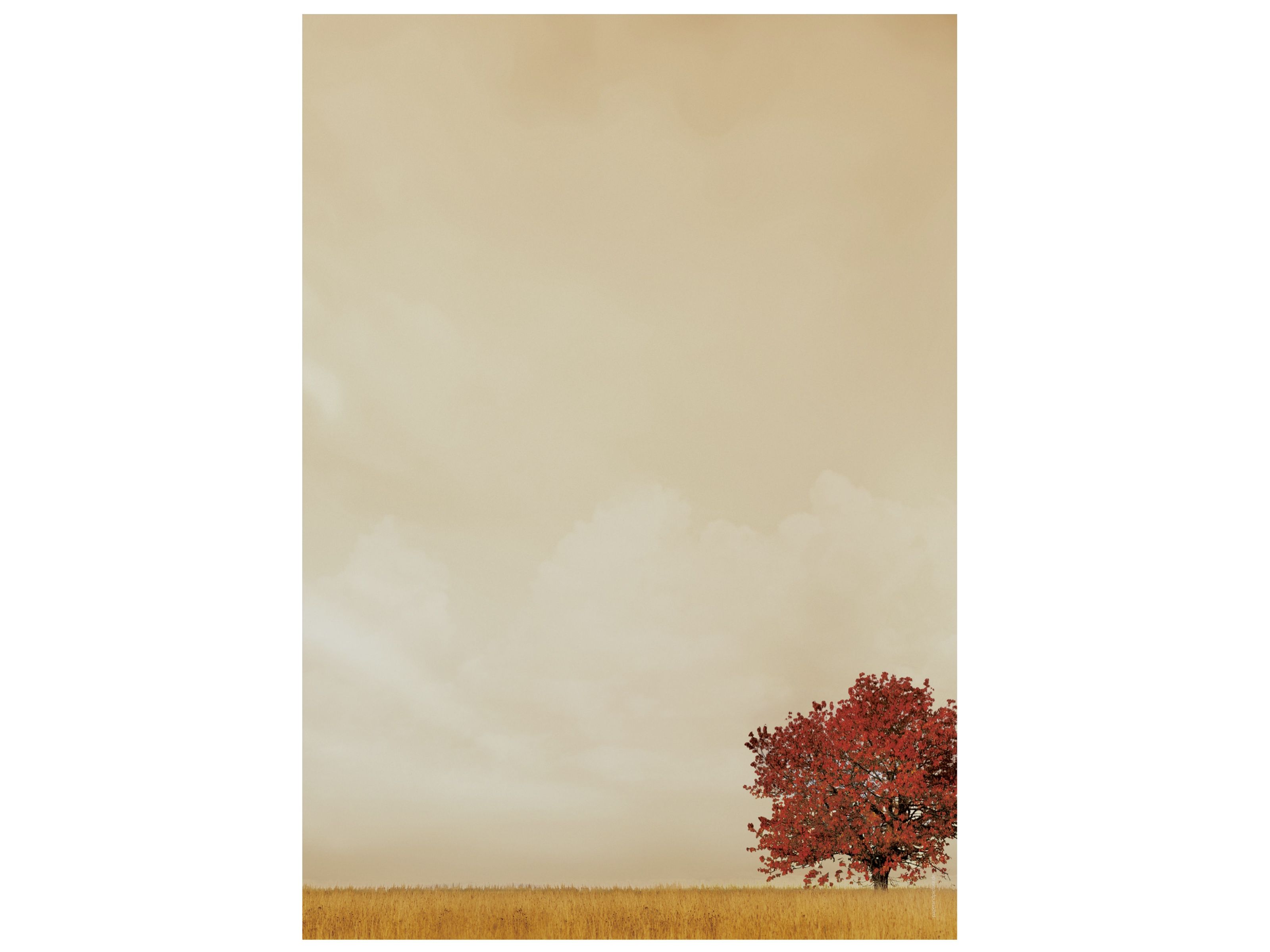 Roter Baum, Feld, Nebliger Himmel, Beige, Minimalistisch, Hintergrundbild fürs iPad