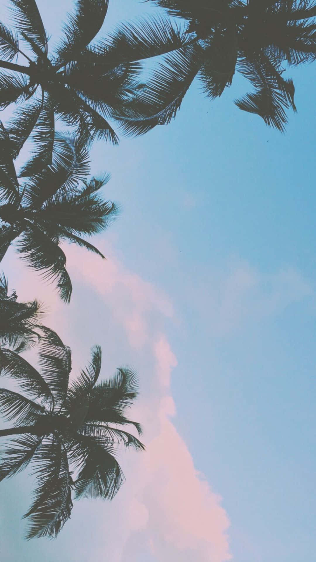 Palmen, Himmel, Froschperspektive, Pastell, Hochformat, Hintergrundbild fürs Smartphone
