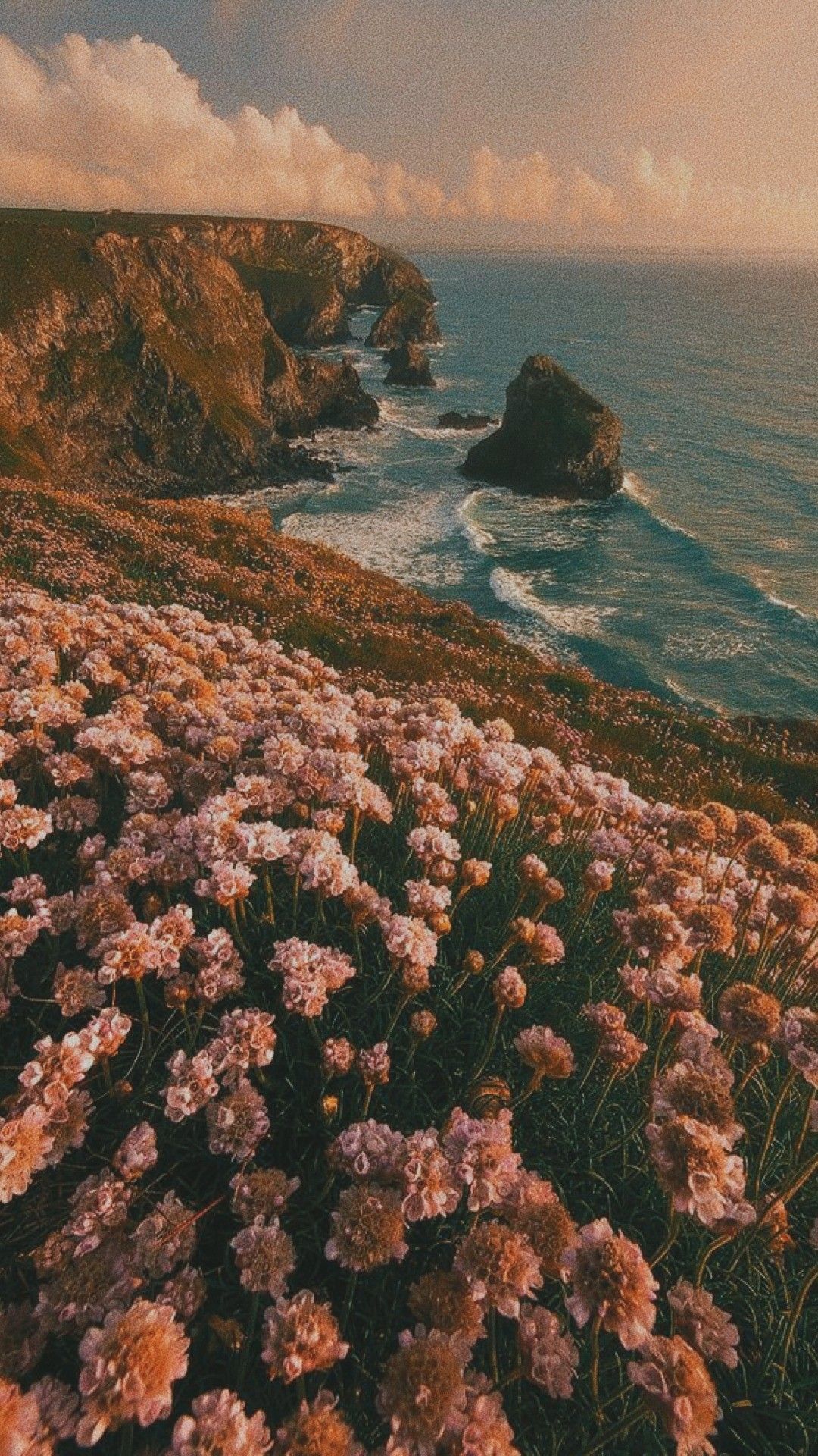 Küste, Klippen, Blumen, Meer, Sonnenuntergang, Hintergrundbild für iPhone und Android