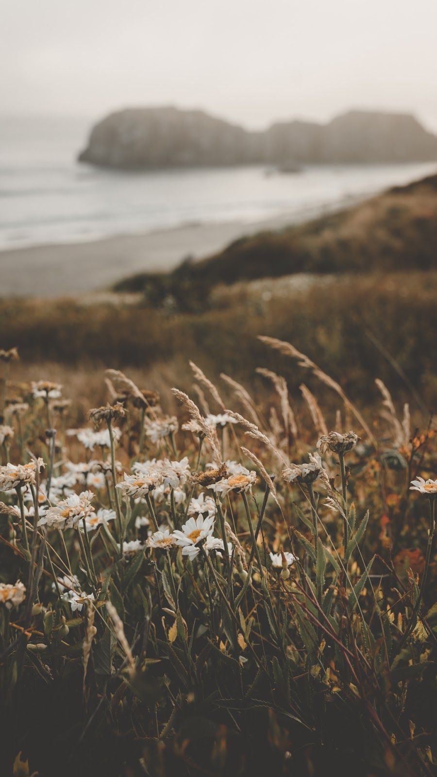 Felsen im Meer, Gräser, Wildblumen, Nebel, Küstenlandschaft, Android-Hintergrundbild