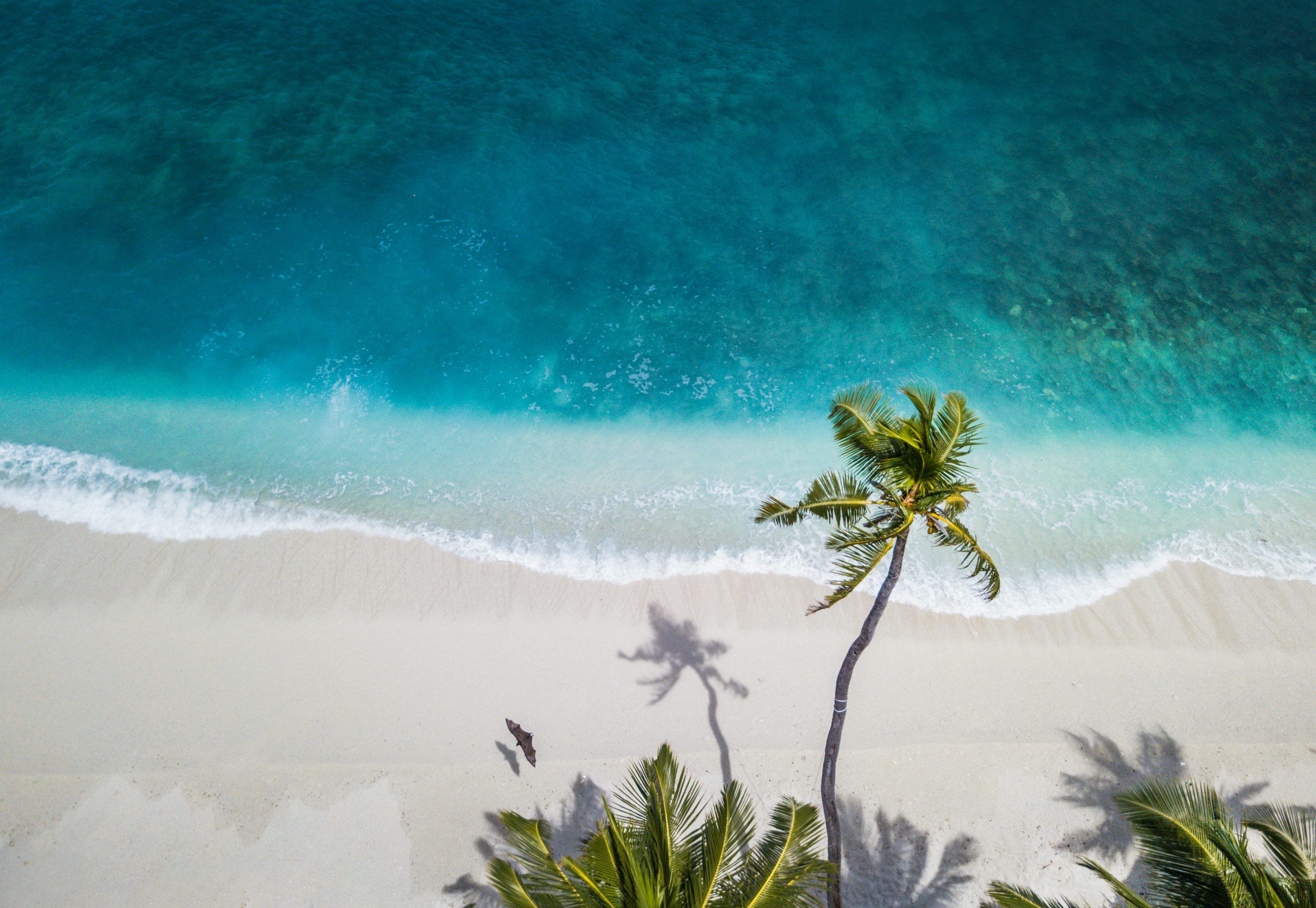Luftaufnahme, Palme, Türkises Meer, Weißer Sand, Tropisch, 2K, PC-Hintergrundbild