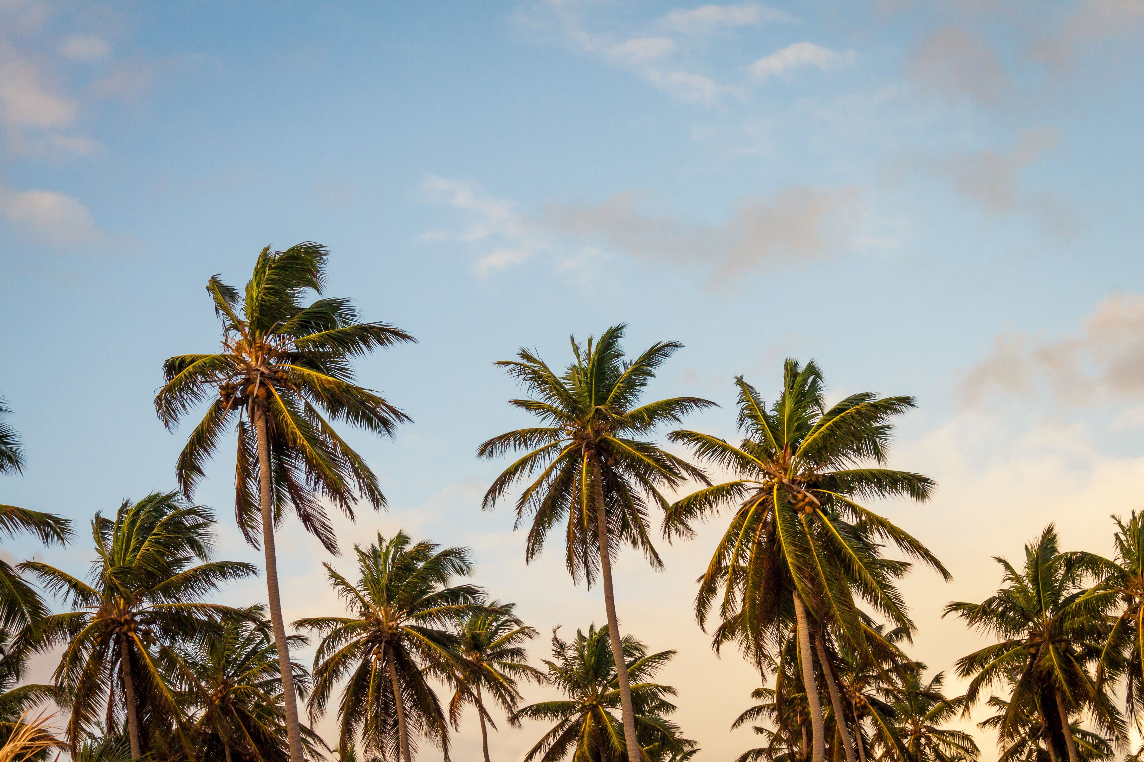 Palmen, Himmel, Froschperspektive, Tropisch, Abendlicht, 4K, Windows-Hintergrundbild