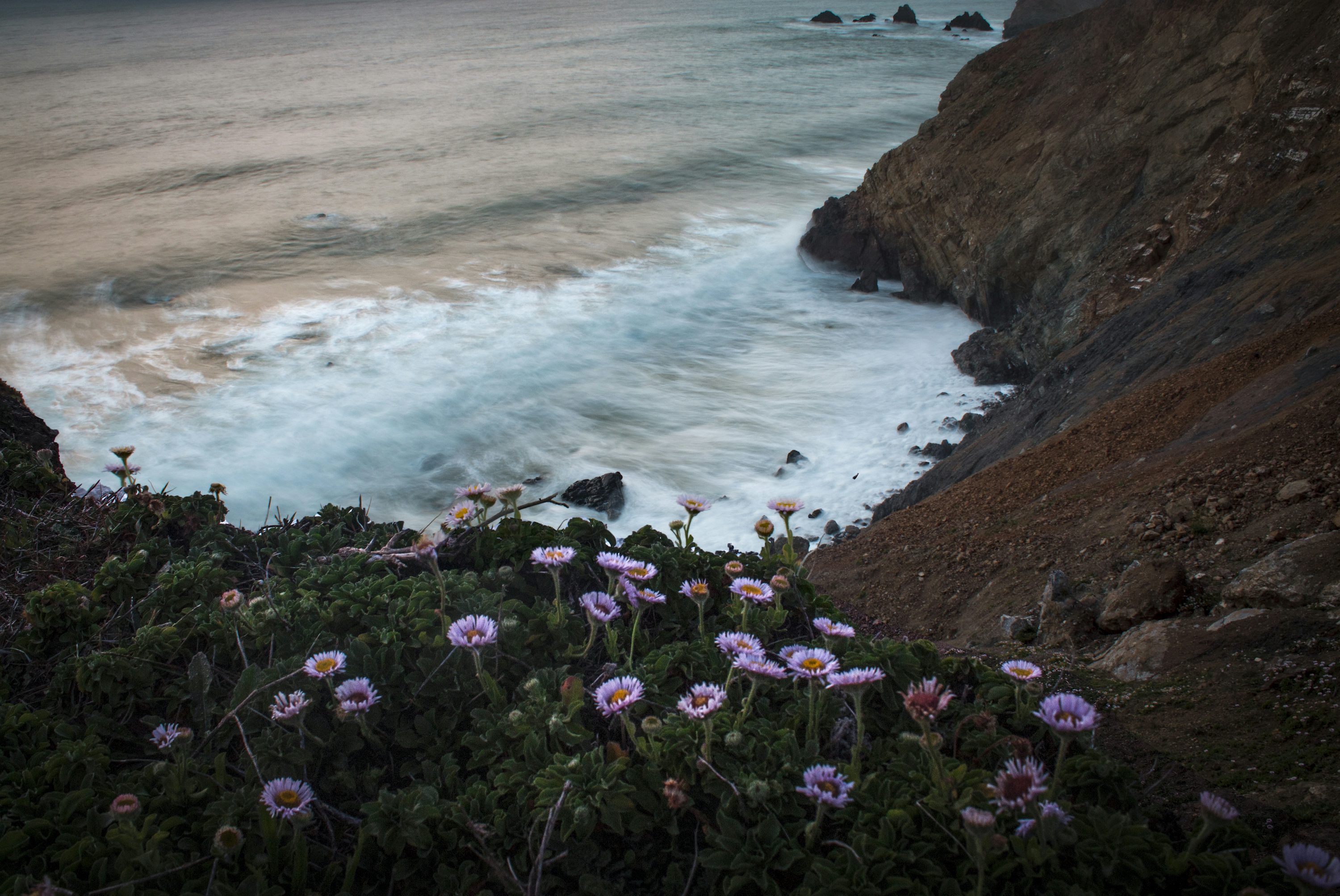 Steilküste, Brandung, Wildblumen, Felsen, Abenddämmerung, 2K, Laptop-Hintergrundbild
