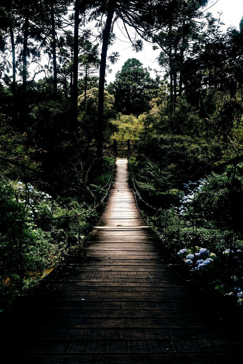 Holzsteg, Wald, Dunkel, Perspektive, HD, iPad-Hintergrundbild