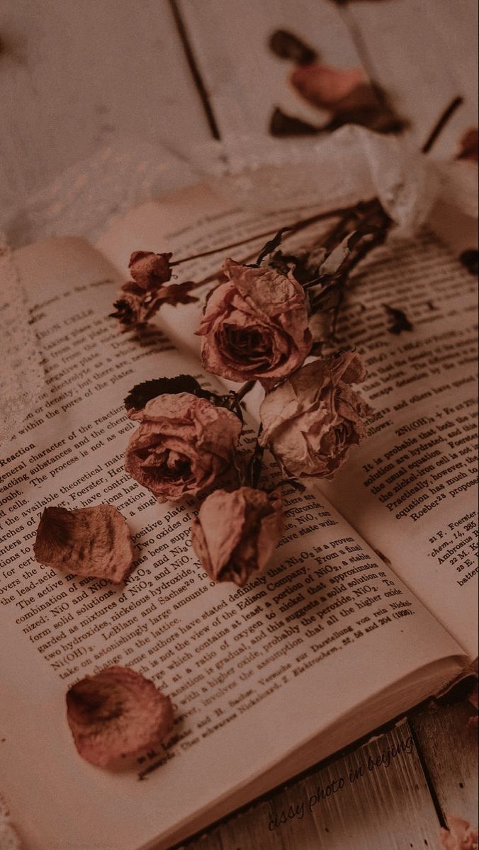 Getrocknete Rosen, Buch, Vintage, Braun, Stillleben, Hintergrundbild für iPhone und Android