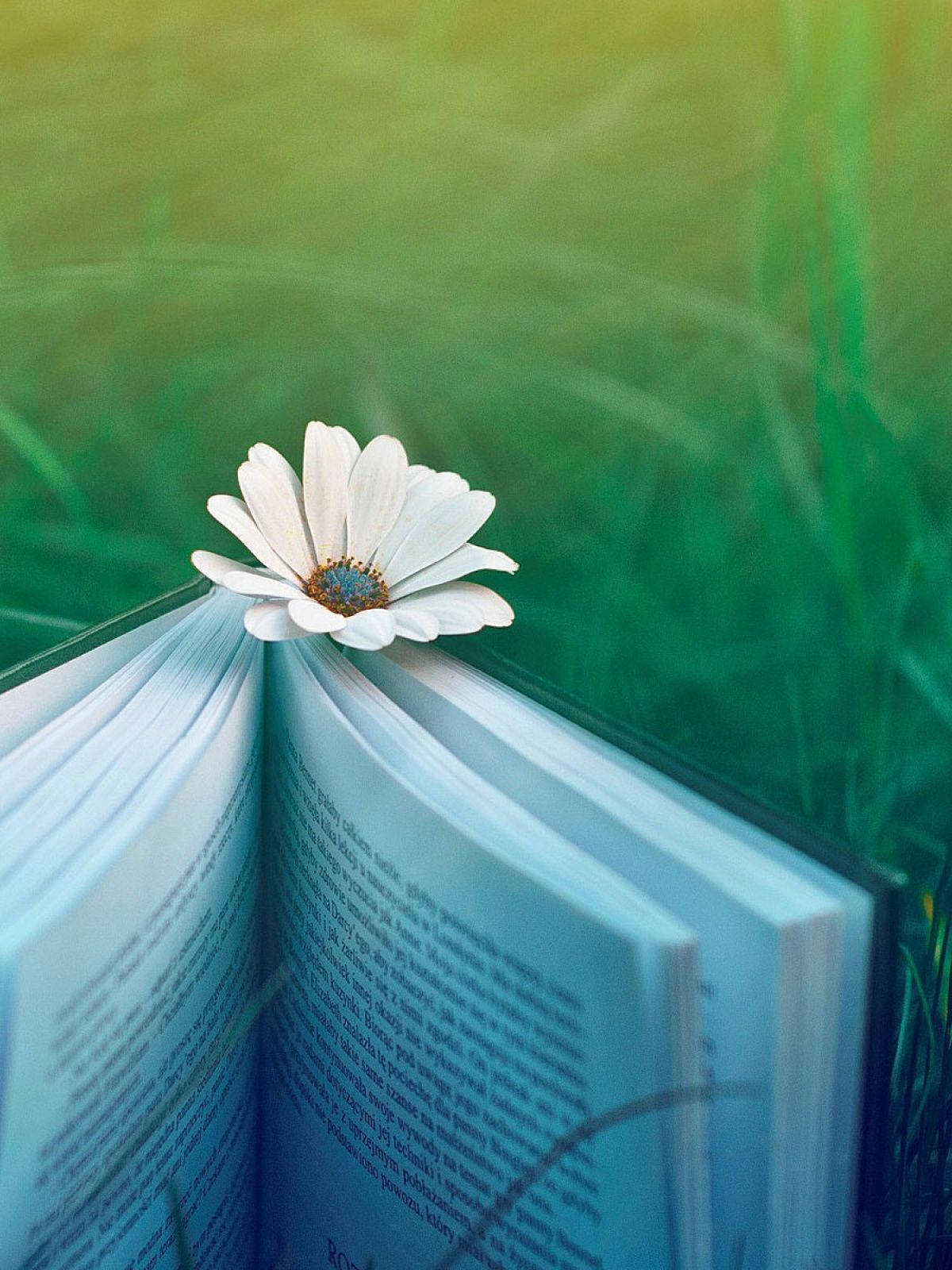 Buch, Gänseblümchen, Grünes Gras, Bokeh, Blaue Töne, Hintergrundbild für iPad und Tablet
