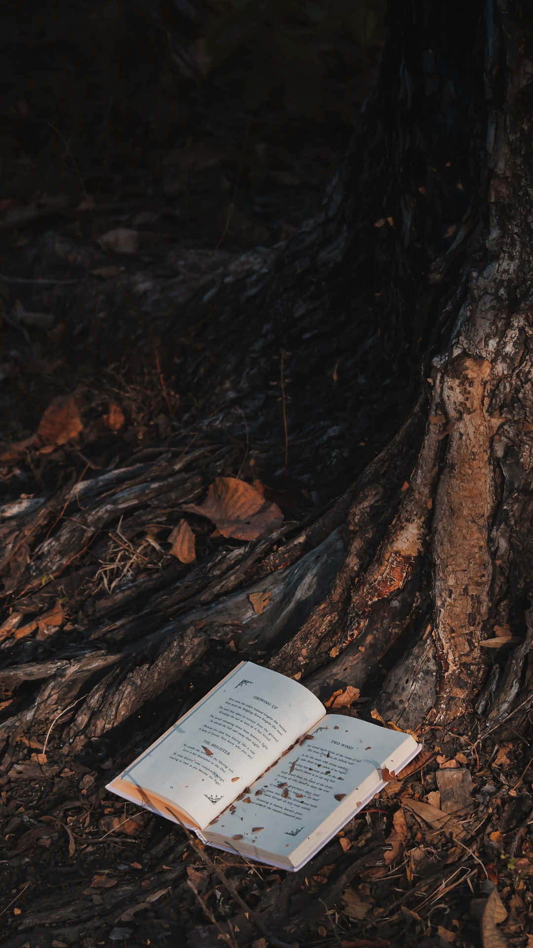 Offenes Buch, Baumwurzeln, Wald, Dunkle Töne, Stimmungsvoll, Full HD, Handy-Hintergrundbild
