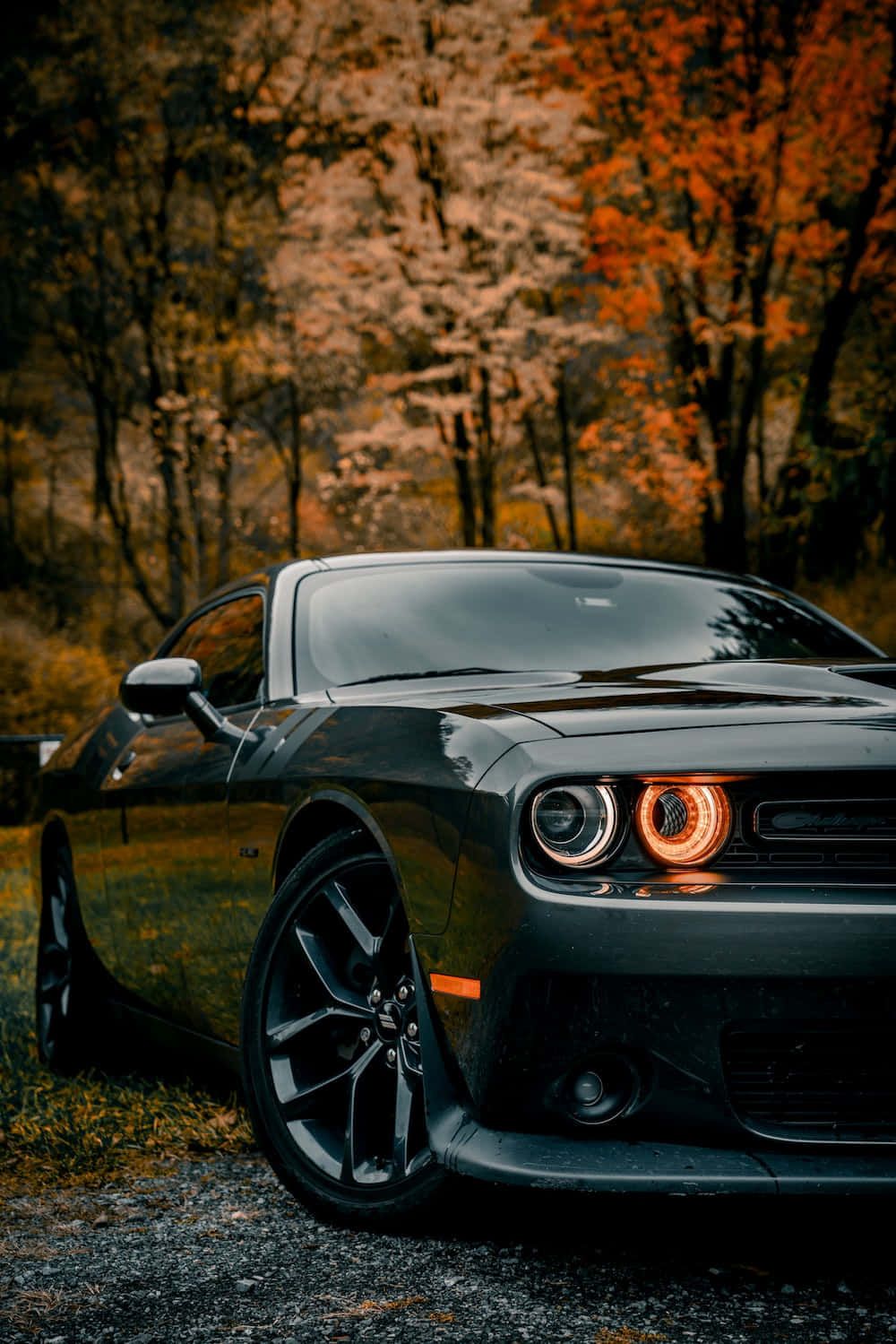 Dodge Challenger, Herbst, Wald, Scheinwerfer, Schwarzes Auto, Hintergrundbild fürs Tablet