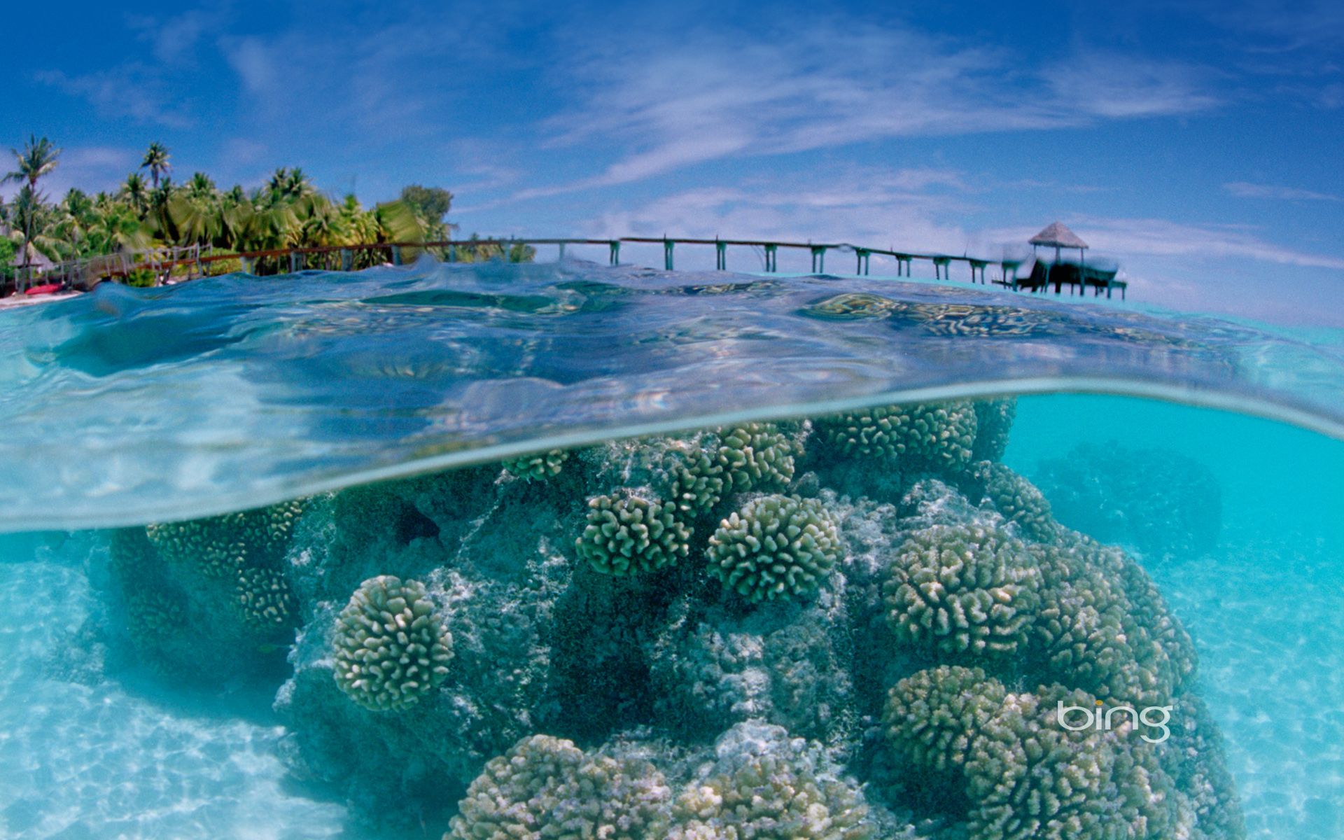 Korallenriff, Unterwasser, Halb und halb, Steg, Tropisches Meer, Türkis, Full HD, Windows-Hintergrundbild