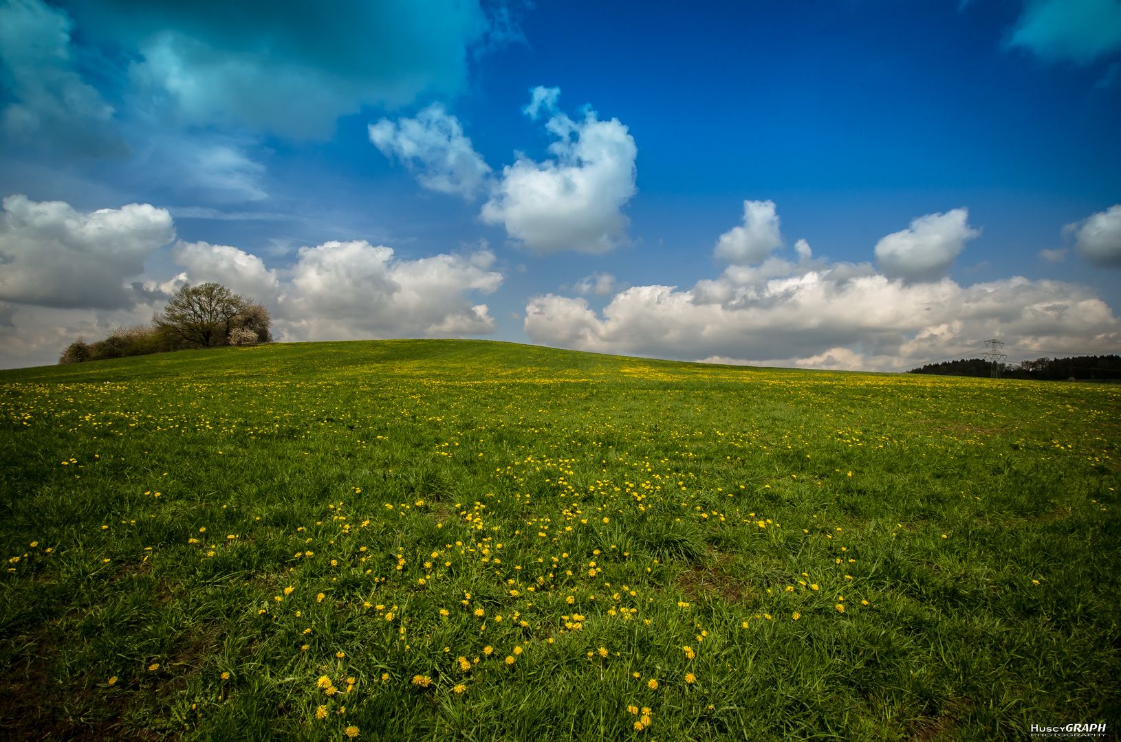 Wiese, Hügel, Löwenzahn, Wolken, Baum, Frühling, HD, Desktop-Hintergrund für Windows