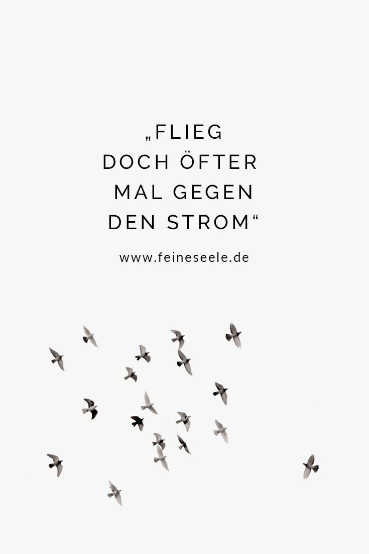 Flieg doch öfter mal gegen den Strom, Vögel, Spruch, Weißer Hintergrund, HD Wallpaper