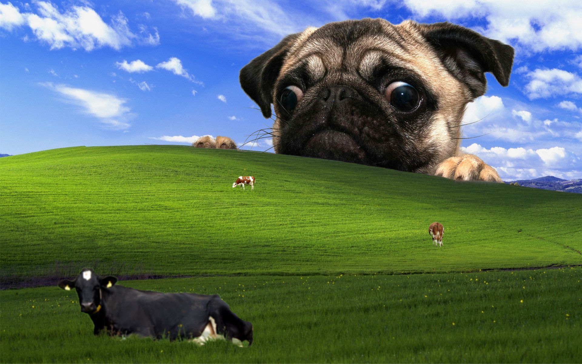 Bliss, Mops, Kühe, Grüner Hügel, Lustig, Fotomontage, 16:10, Full-HD-Hintergrundbild für den Desktop