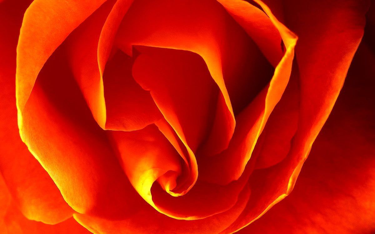 Rose, Rote Rose, Blüte, Nahaufnahme, Orange, Hintergrundbild