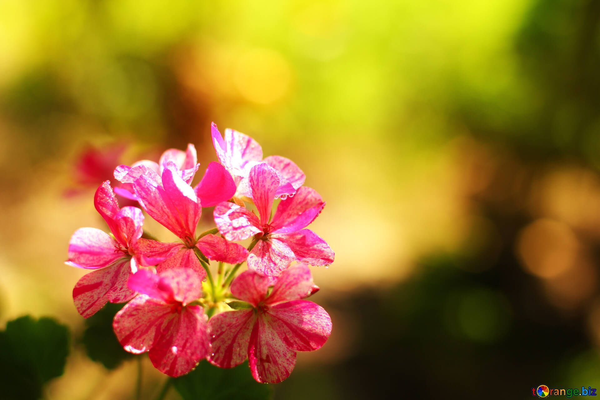Geranie, Pinke Blüten, Bokeh, Grün, Blume, Full HD, Desktop-Hintergrund für Windows