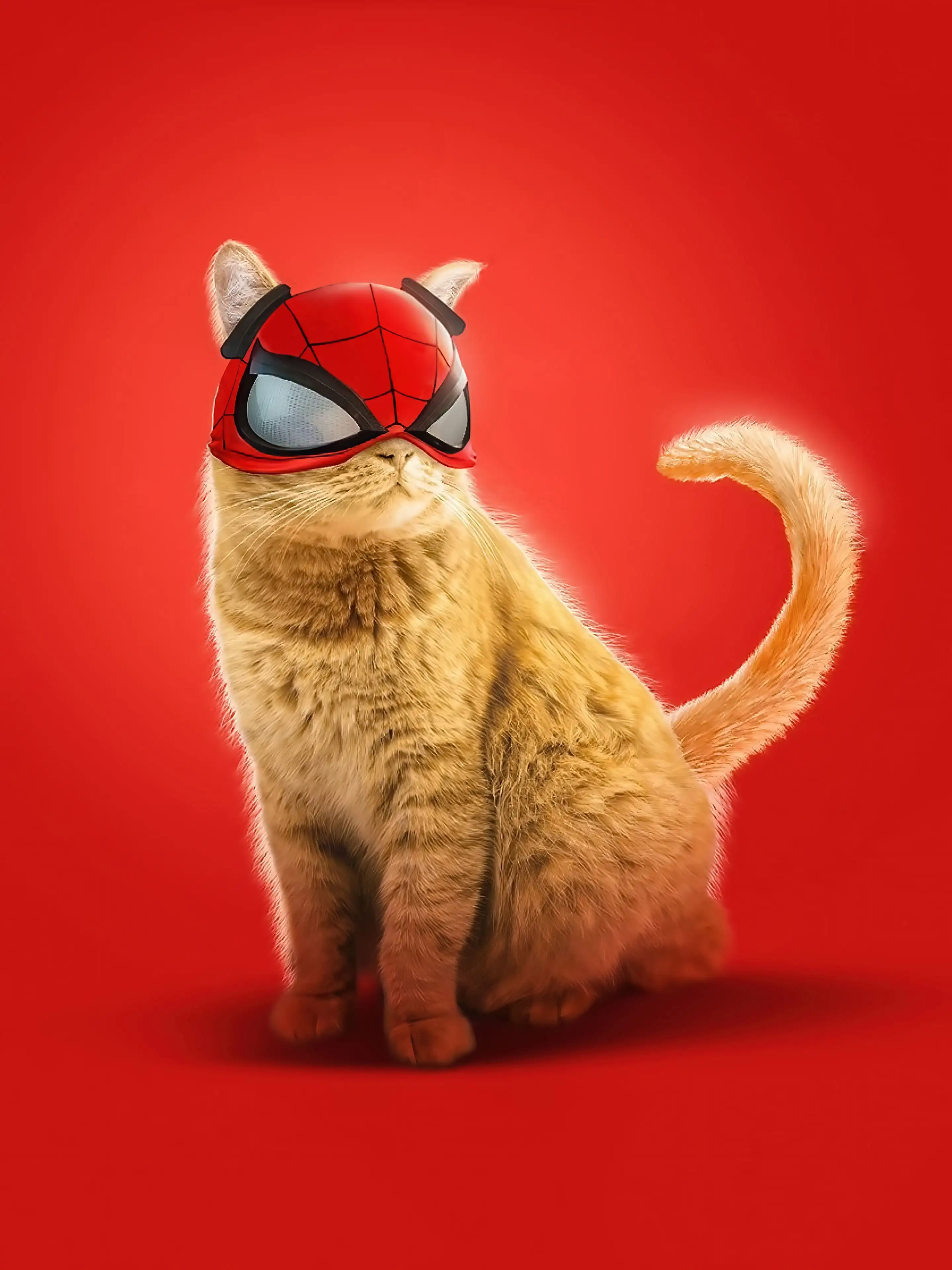 Katze, Spider-Man-Maske, Roter Hintergrund, Witzig, QHD+ Wallpaper