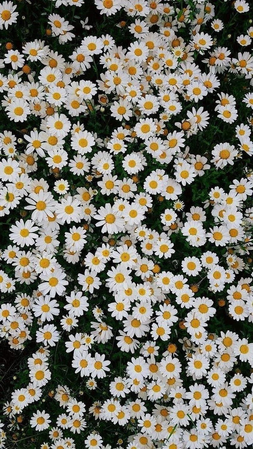 Kamille, Weiße Blüten, Blumenwiese, Draufsicht, Dunkelgrün, HD, Handy-Hintergrundbild