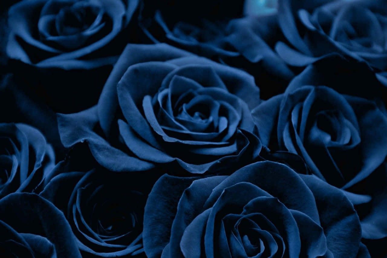 Rosen, Dunkelblaue Rosen, Blumen, Moody, Dunkel, HD, Desktop-Hintergrund für Windows