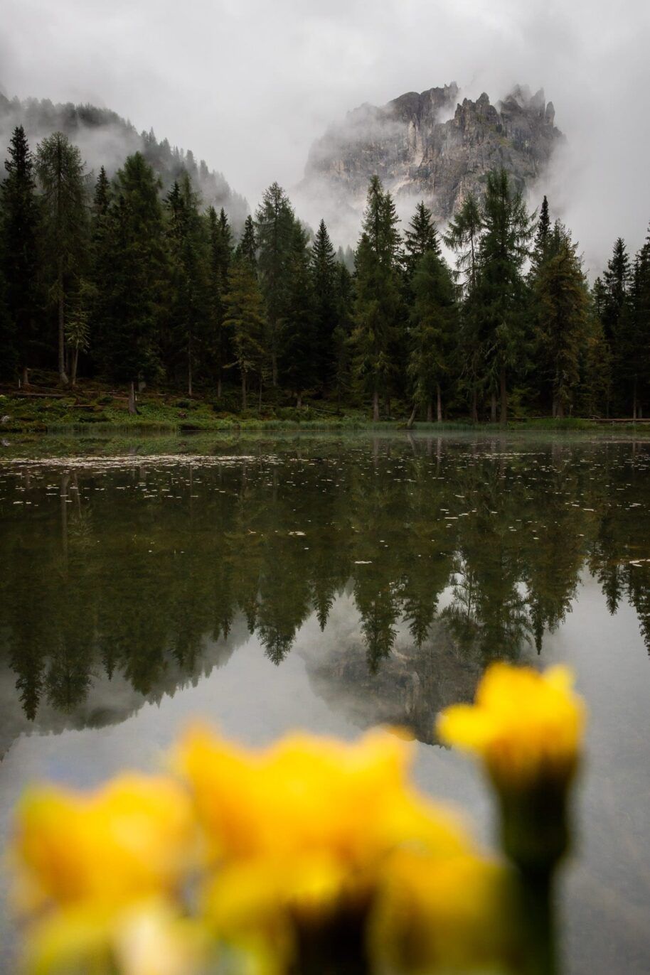 Lago d'Antorno, Gelbe Blumen, Nebel, Wald, Spiegelung, Hochformat, Hintergrundbild fürs Smartphone