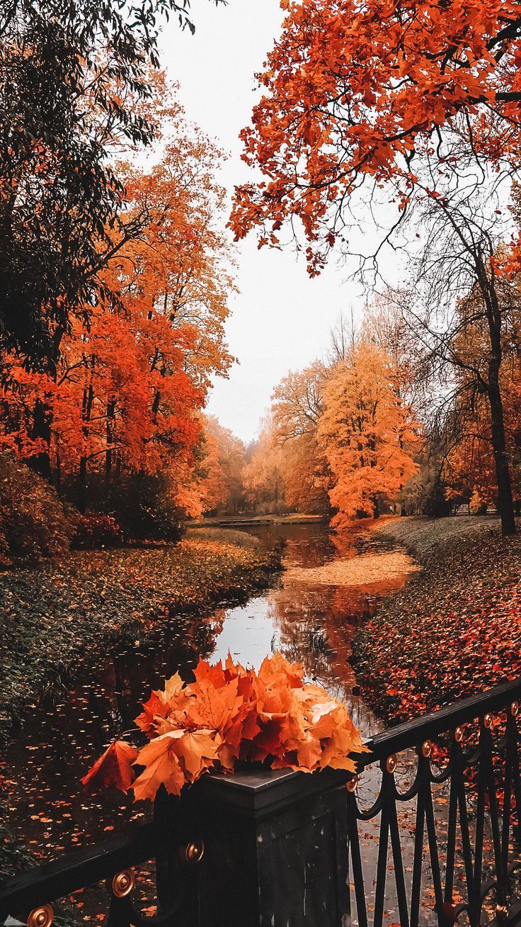 Bach, Herbstlaub, Geländer, Wald, Rotes Laub, Hochformat, Hintergrundbild fürs Smartphone