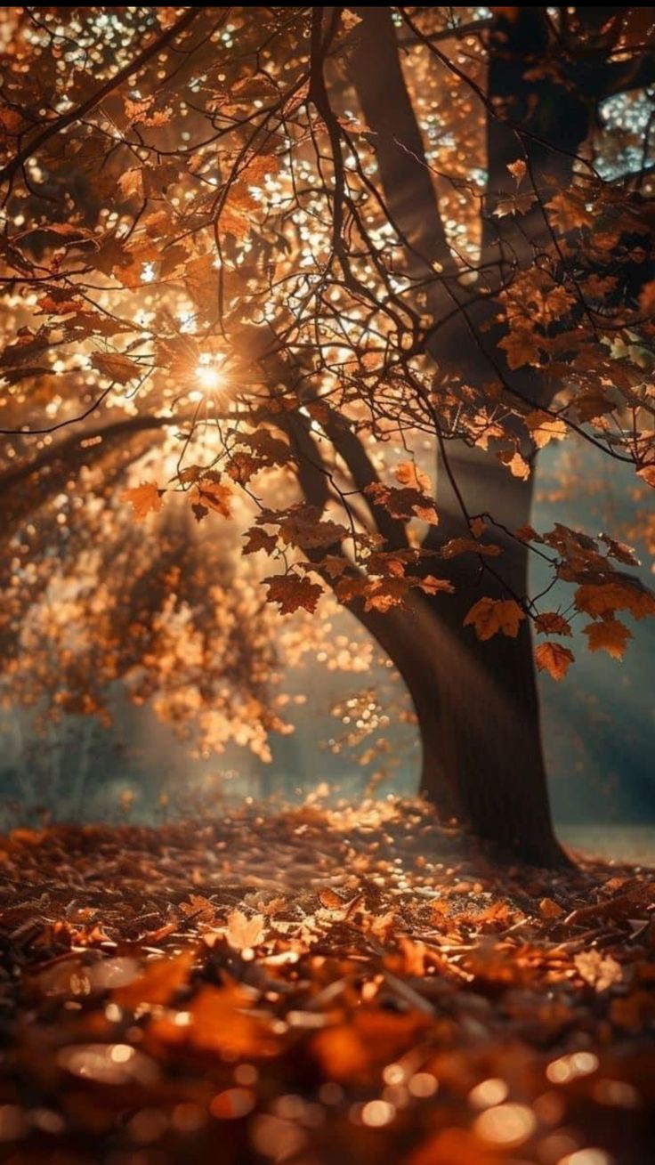 Baum, Herbstlaub, Gegenlicht, Laubboden, Wald, HD, Hintergrundbild fürs Handy