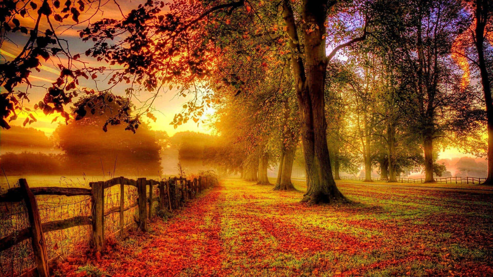 Sonnenuntergang, Holzzaun, Park, Goldenes Licht, Bäume, Herbstlaub, Full-HD-Hintergrundbild für PC