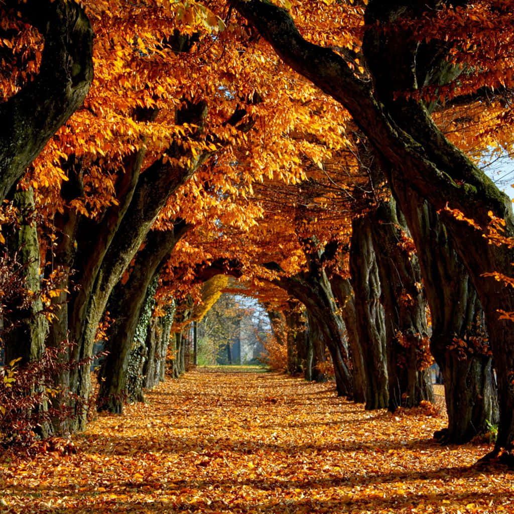 Baumtunnel, Weg, Herbstlaub, Orange, Allee, Hintergrundbild für iPad und Tablet
