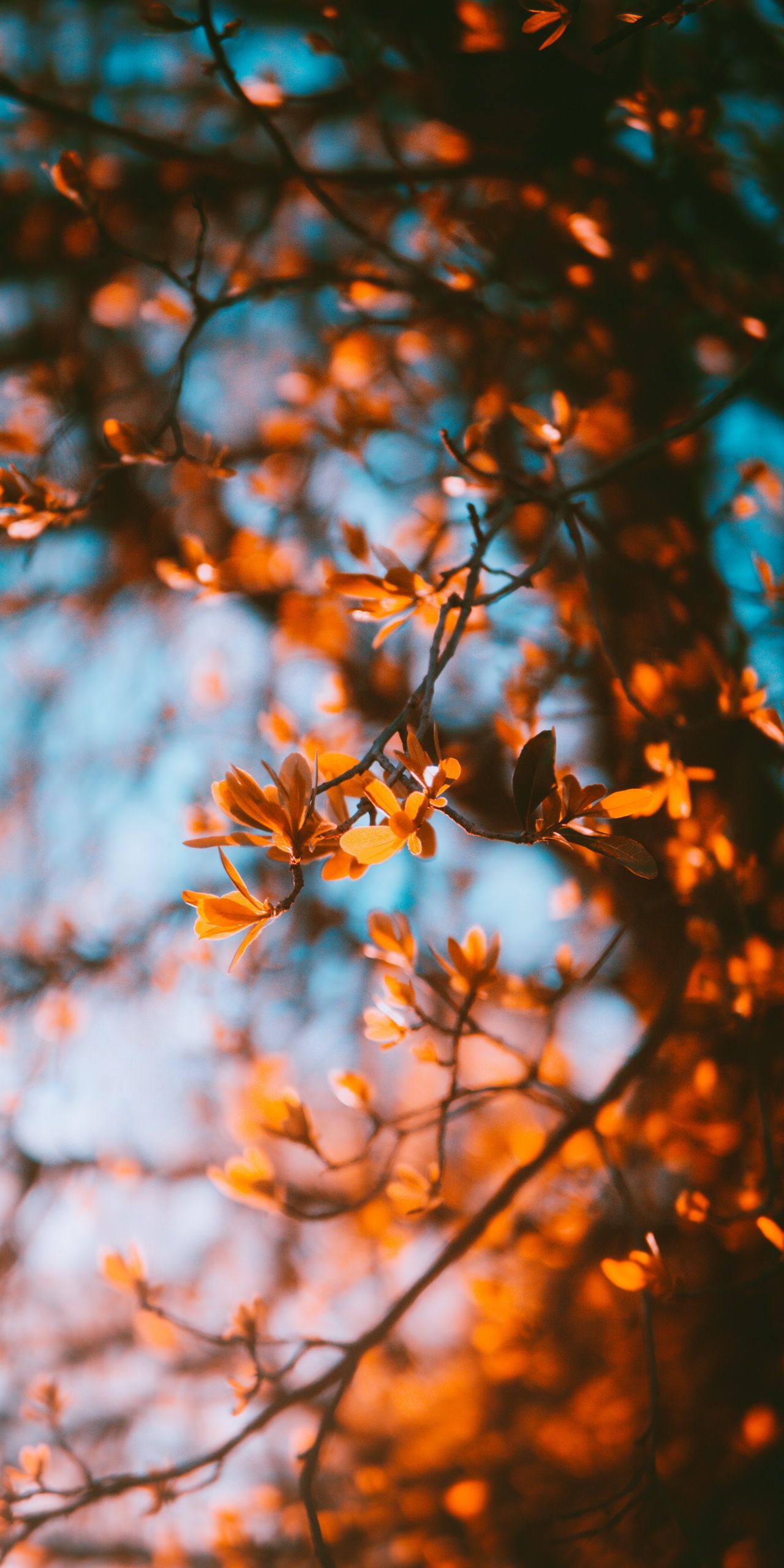 Herbstblätter, Zweige, Blauer Himmel, Nahaufnahme, Full HD, Handy-Hintergrund im Hochformat