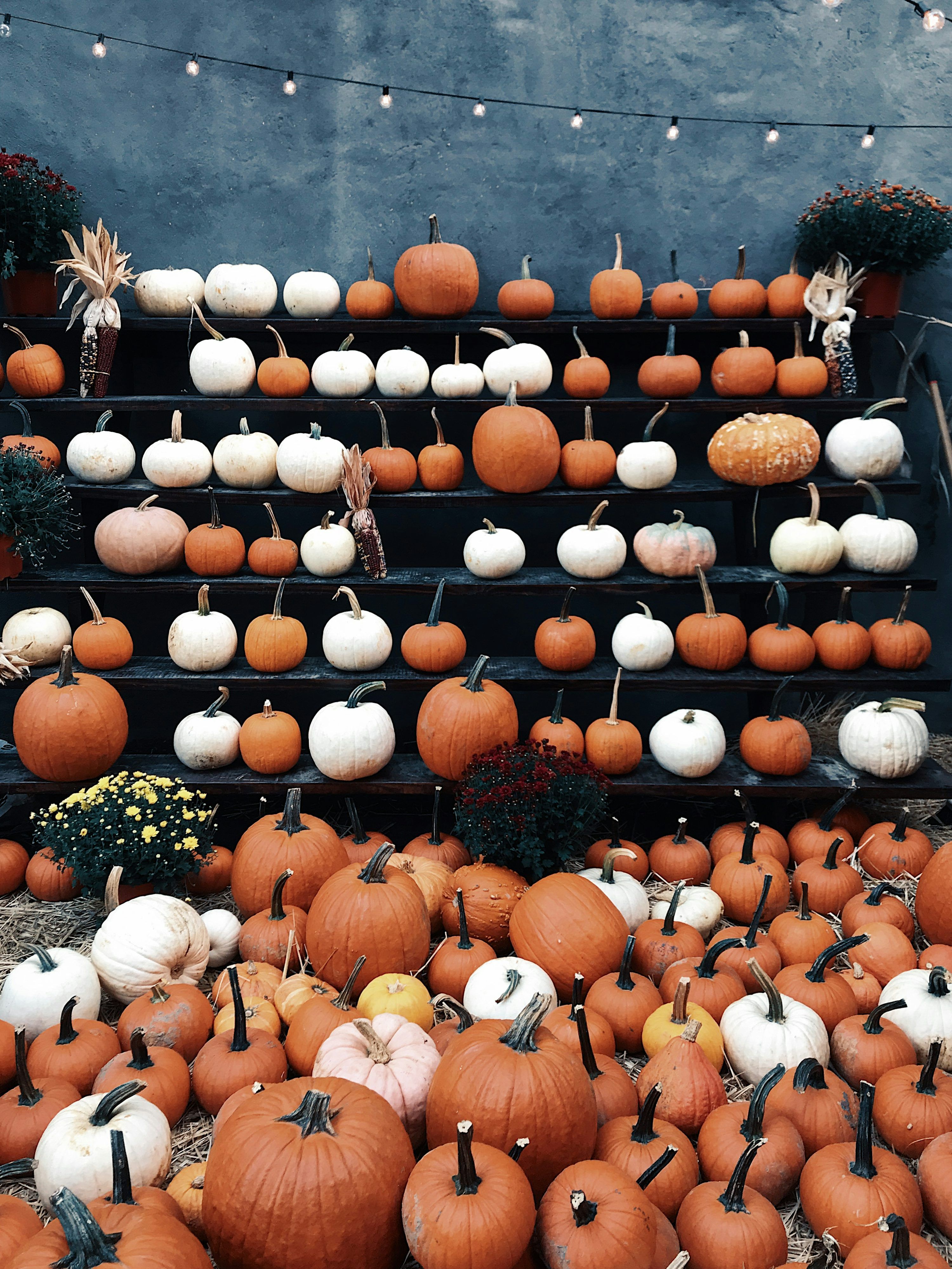 Kürbisse, Kürbismarkt, Lichterkette, Orange, Weiße Kürbisse, Hintergrundbild fürs Tablet