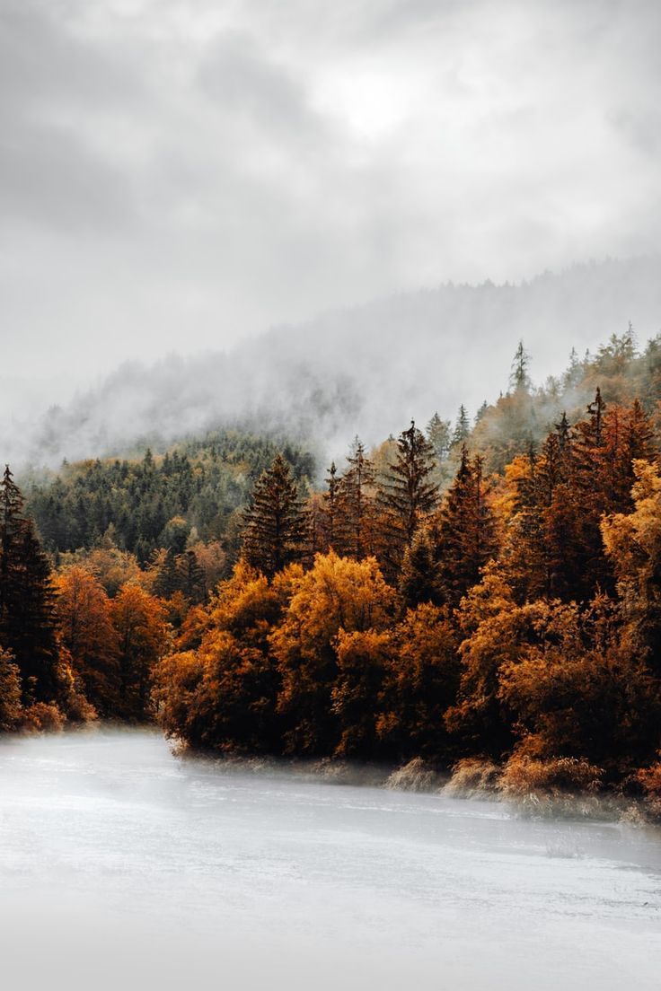 Nebel, Herbstwald, Schnee, Berghang, Grauer Himmel, HD, Sperrbildschirm fürs iPhone