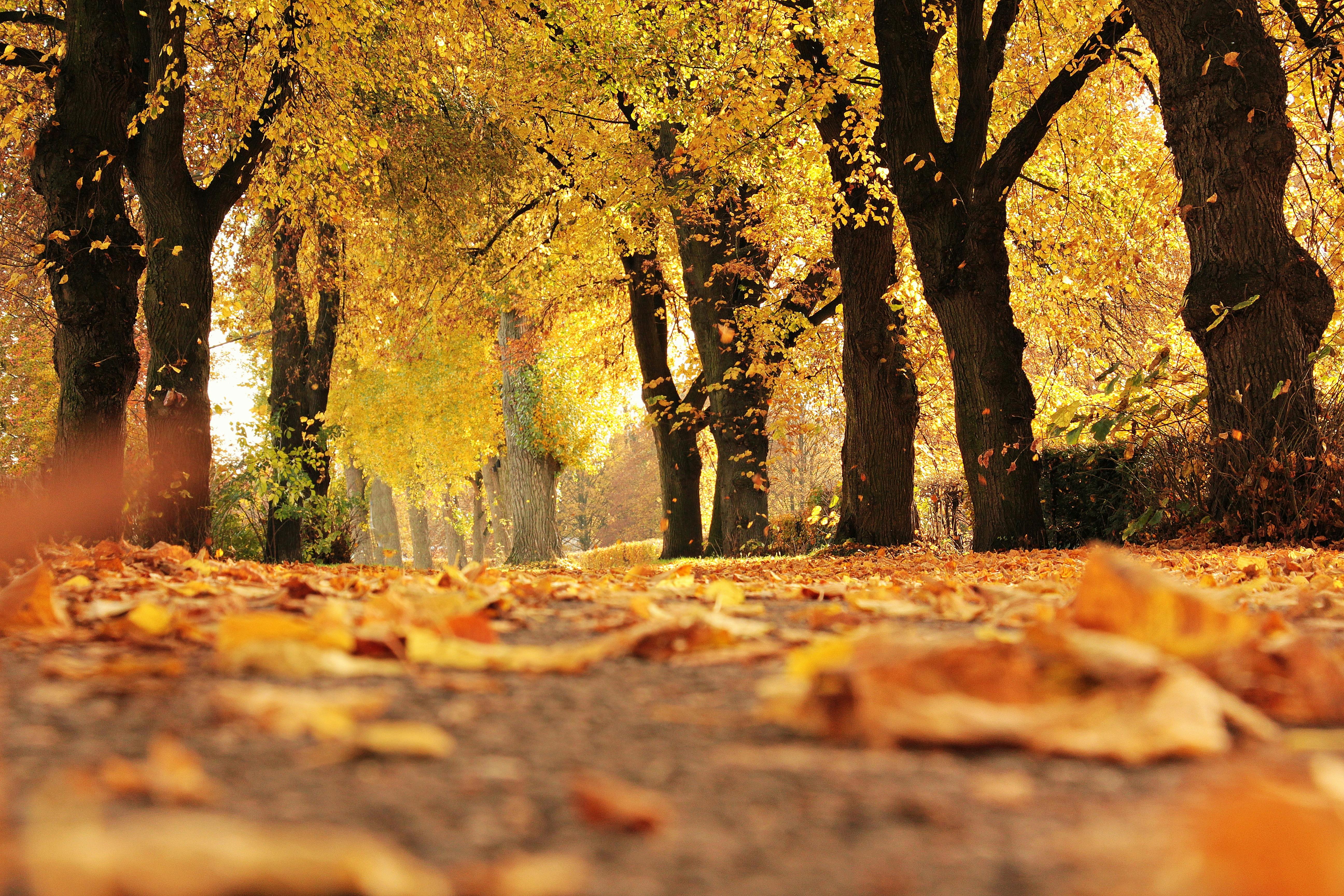 Herbstlaub, Park, Gelbe Bäume, Laubboden, Bodenperspektive, 5K, Laptop-Hintergrundbild